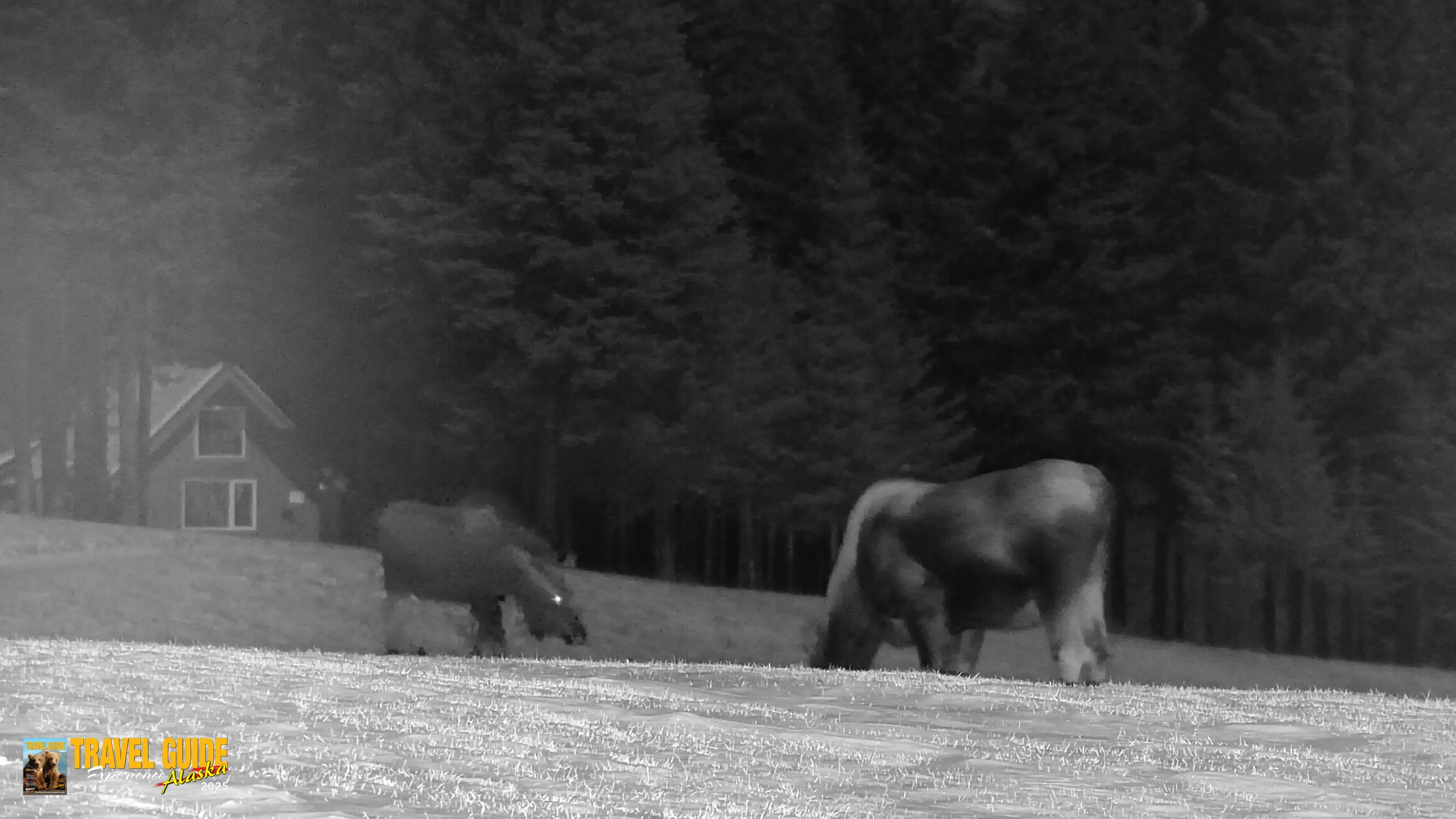 Snapshot of Inspiration Ridge - Homer Alaska Live Webcam taken Jan 2, 2026, 10:39pm AKST