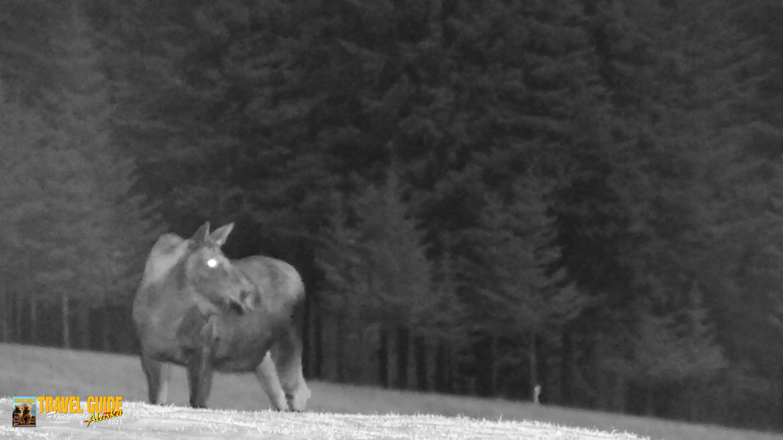 Snapshot of Inspiration Ridge - Homer Alaska Live Webcam taken Jan 2, 2026, 10:20pm AKST