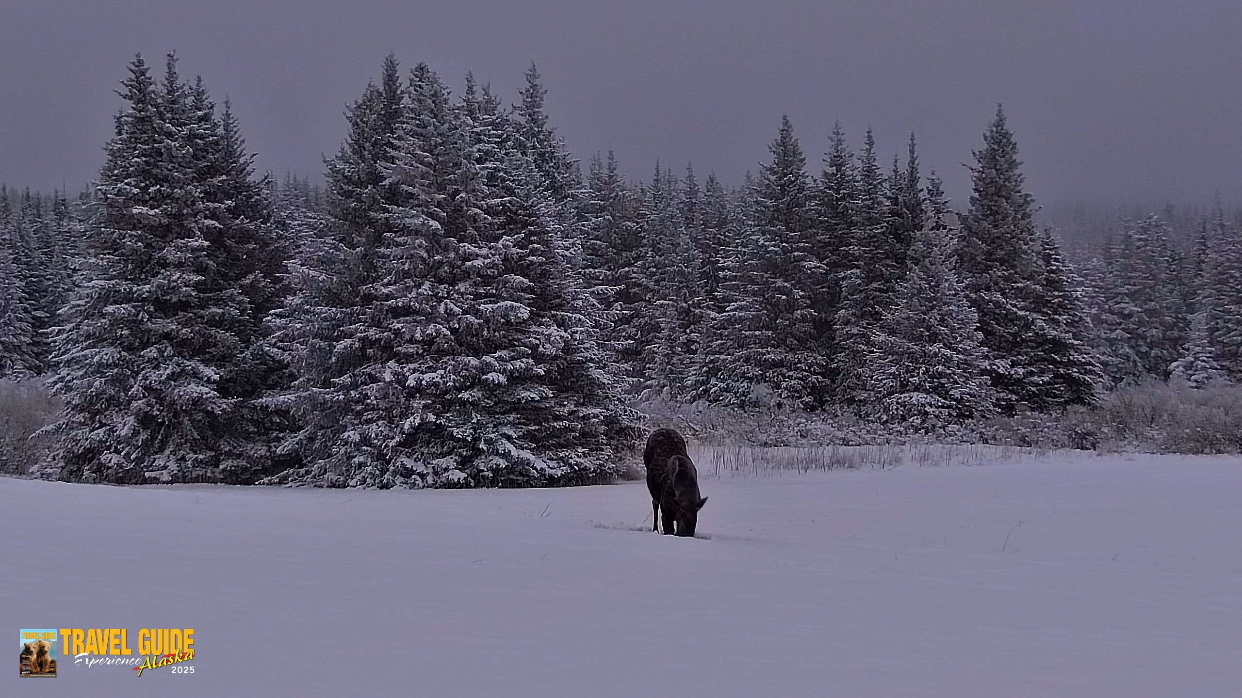 Snapshot of Inspiration Ridge - Homer Alaska Live Webcam taken Jan 11, 2026, 9:40am AKST