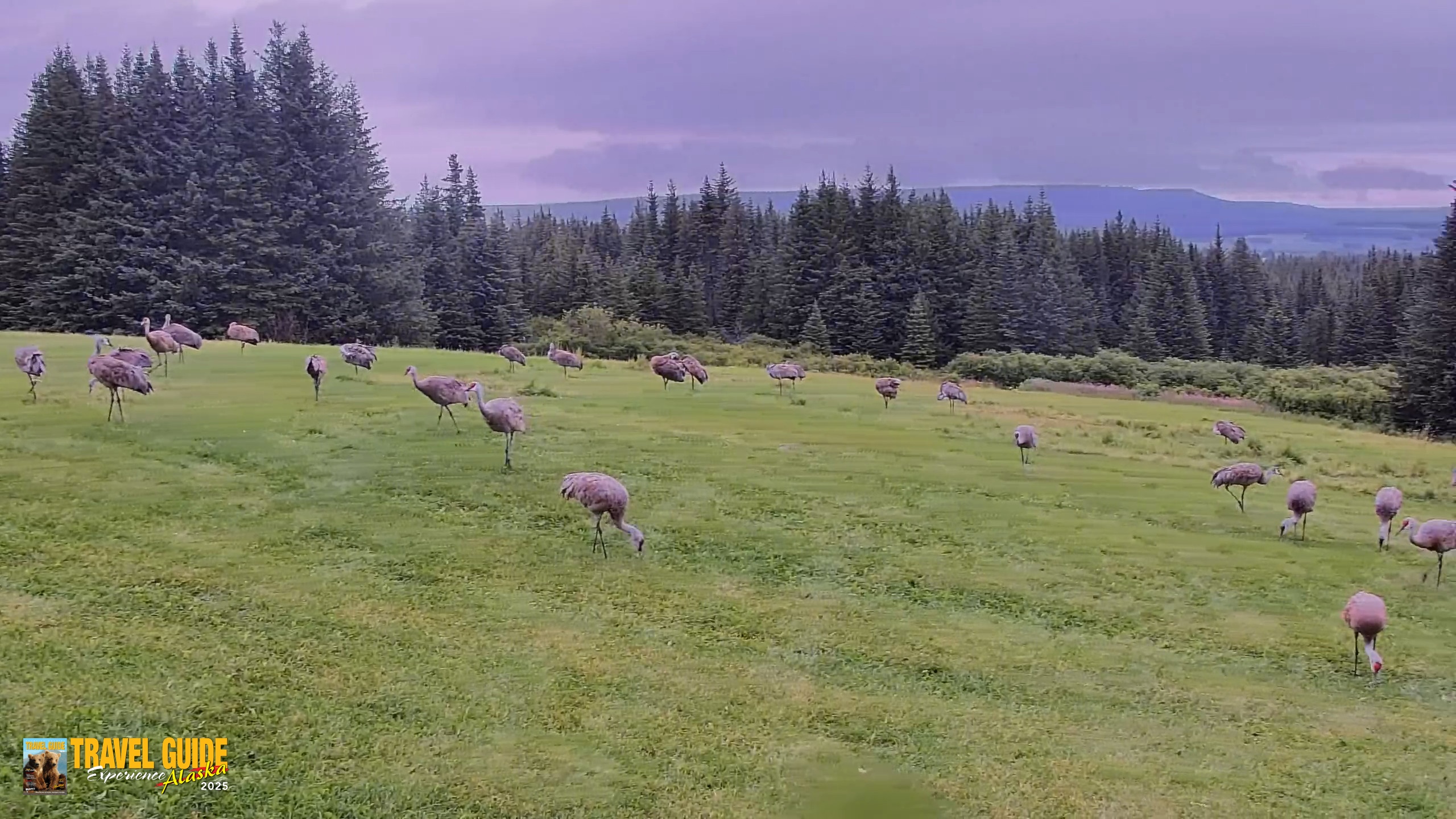 Snapshot of Inspiration Ridge - Homer Alaska Live Webcam taken Aug 28, 2026, 12:20pm AKDT