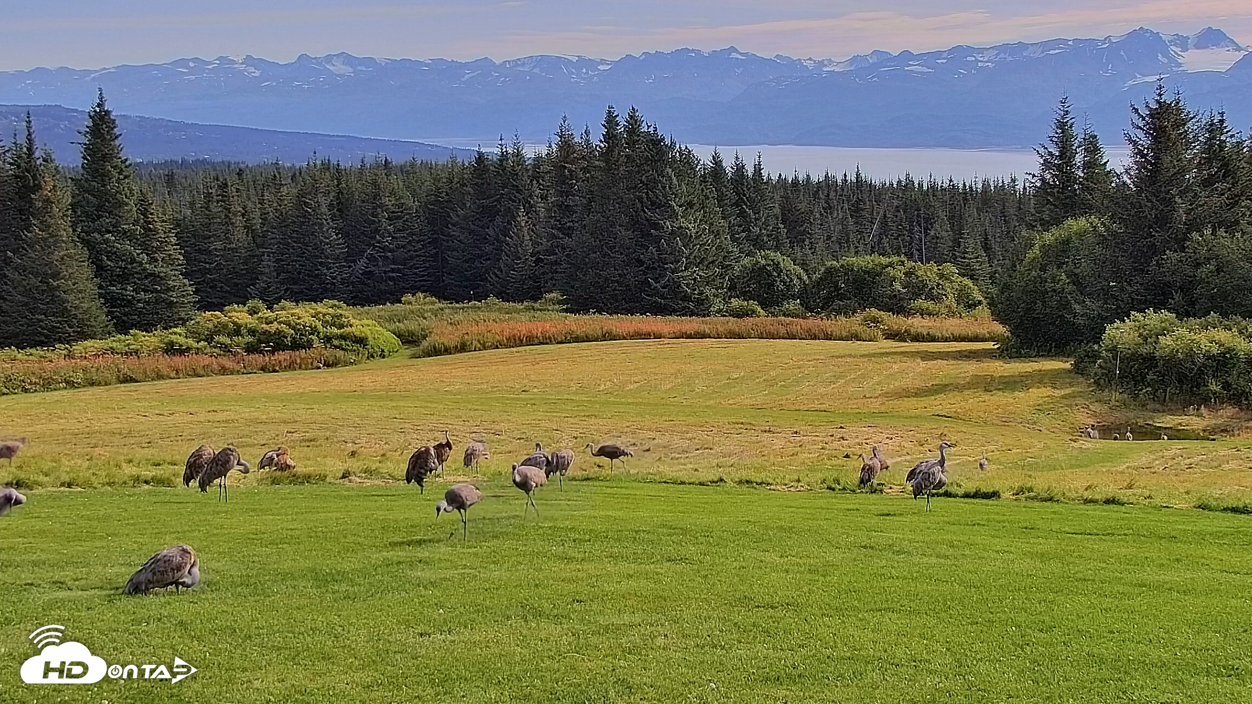 Snapshot of Inspiration Ridge - Homer Alaska Live Webcam taken Aug 30, 2025, 11:07am AKDT