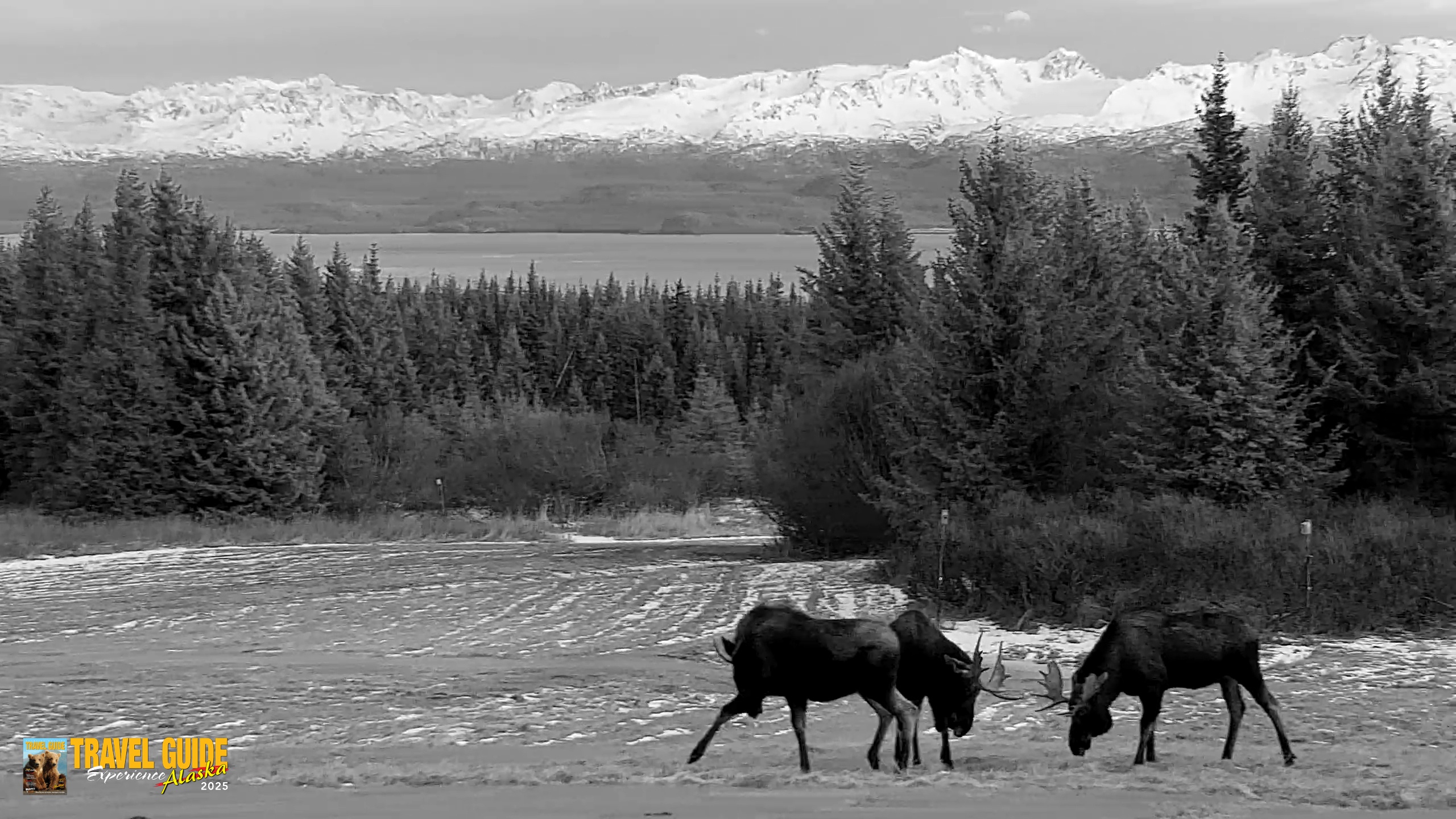 Snapshot of Inspiration Ridge - Homer Alaska Live Webcam taken Dec 16, 2025, 8:21pm AKST