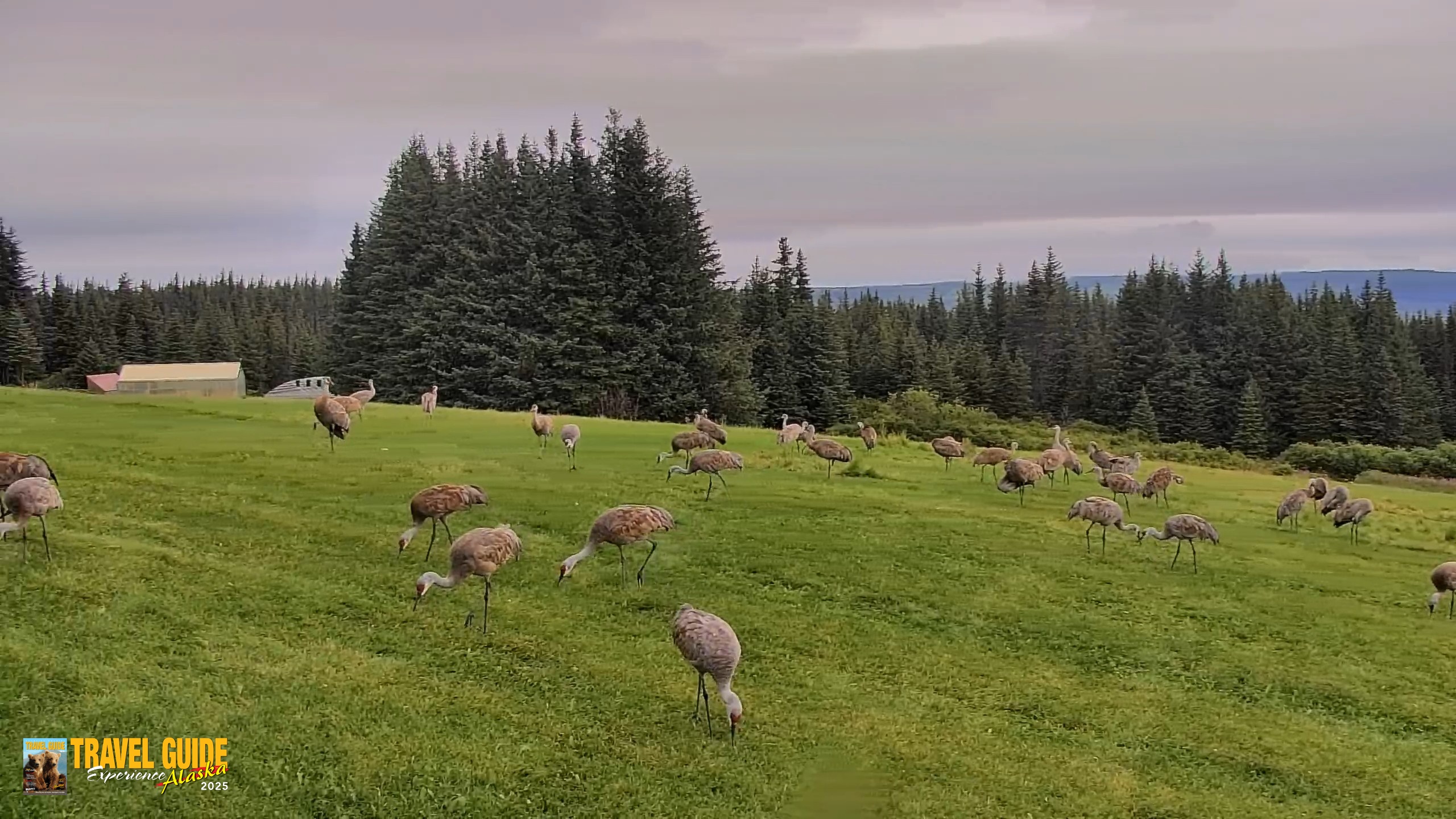 Snapshot of Inspiration Ridge - Homer Alaska Live Webcam taken Aug 28, 2026, 12:32pm AKDT