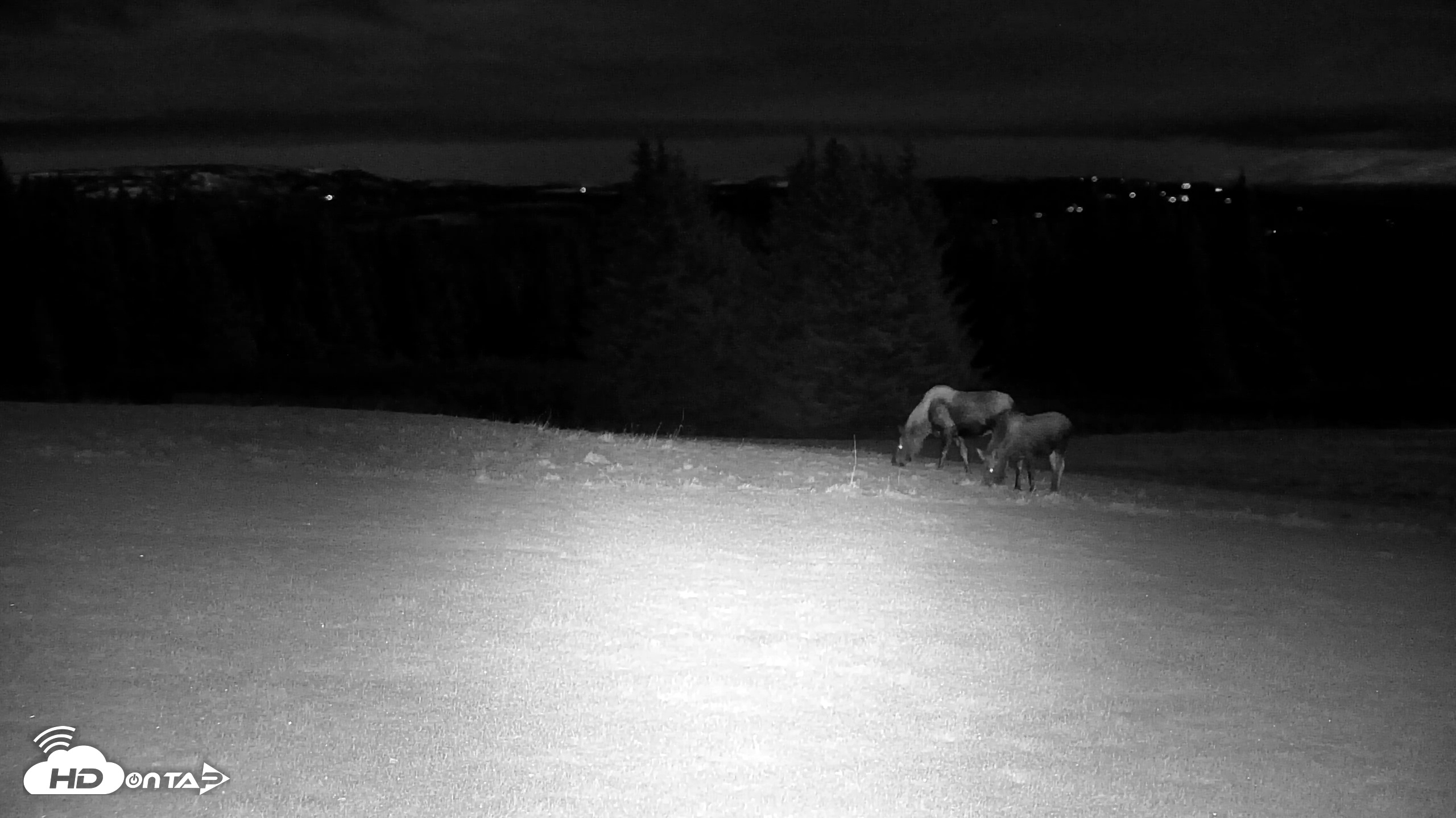 Snapshot of Inspiration Ridge - Homer Alaska Live Webcam taken Nov 3, 2025, 9:55pm AKST