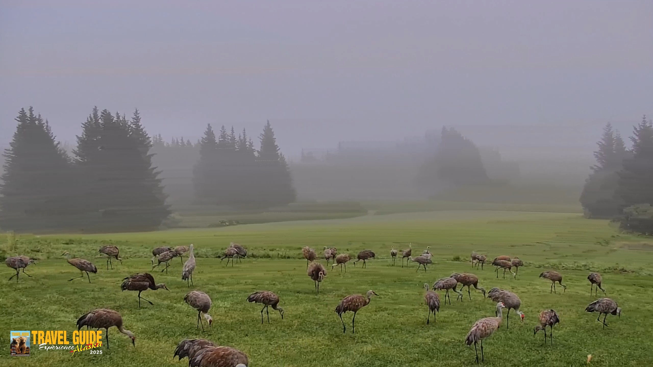 Snapshot of Inspiration Ridge - Homer Alaska Live Webcam taken Aug 26, 2026, 8:21am AKDT
