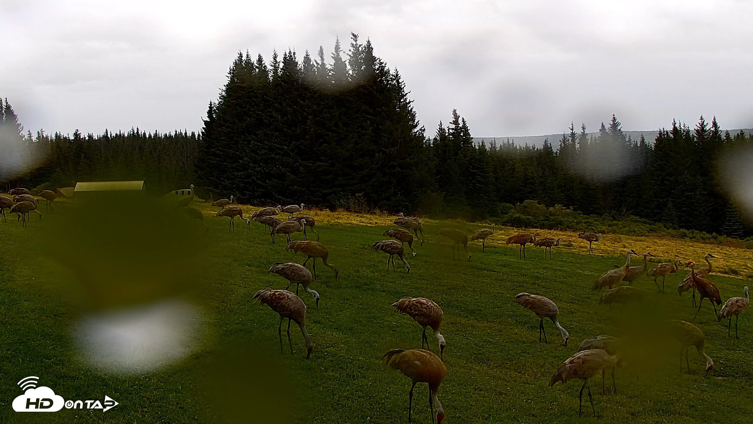 Snapshot of Inspiration Ridge - Homer Alaska Live Webcam taken Aug 27, 2025, 10:38am AKDT
