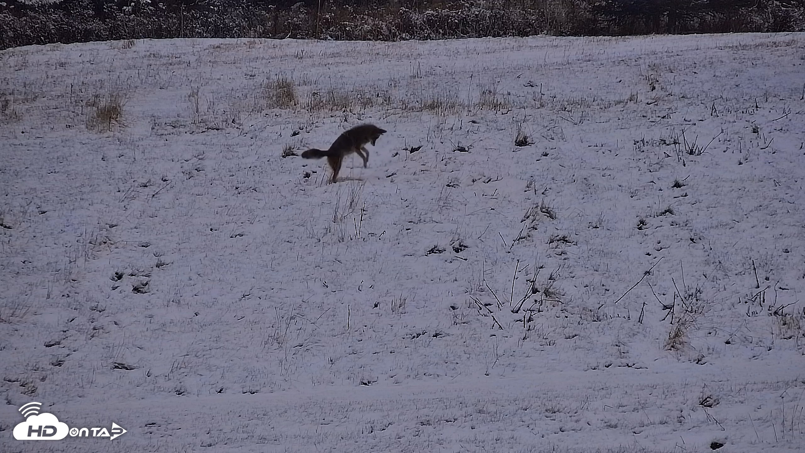 Snapshot of Inspiration Ridge - Homer Alaska Live Webcam taken Nov 7, 2025, 5:30pm AKST