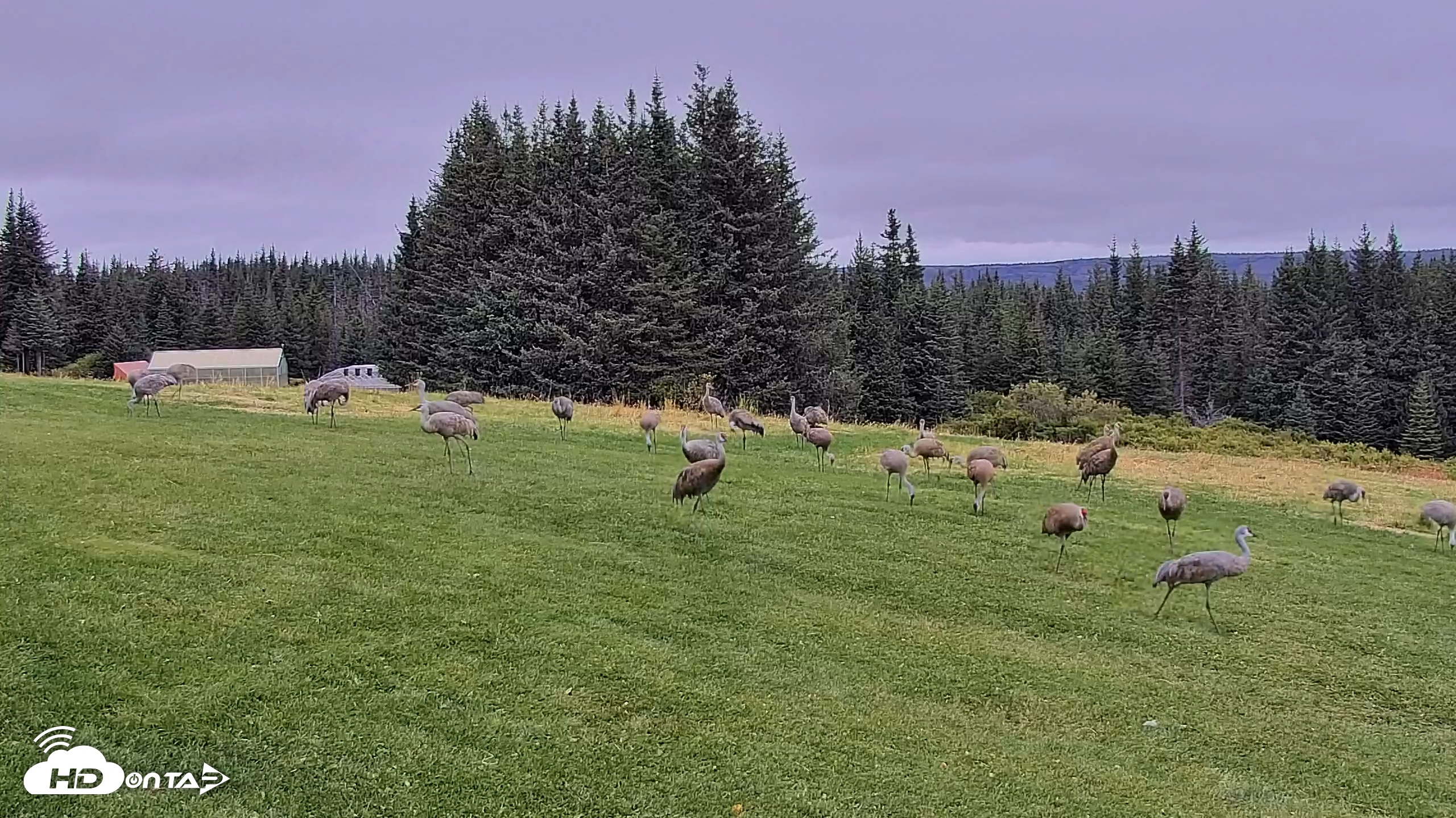 Snapshot of Inspiration Ridge - Homer Alaska Live Webcam taken Sep 2, 2025, 12:57pm AKDT