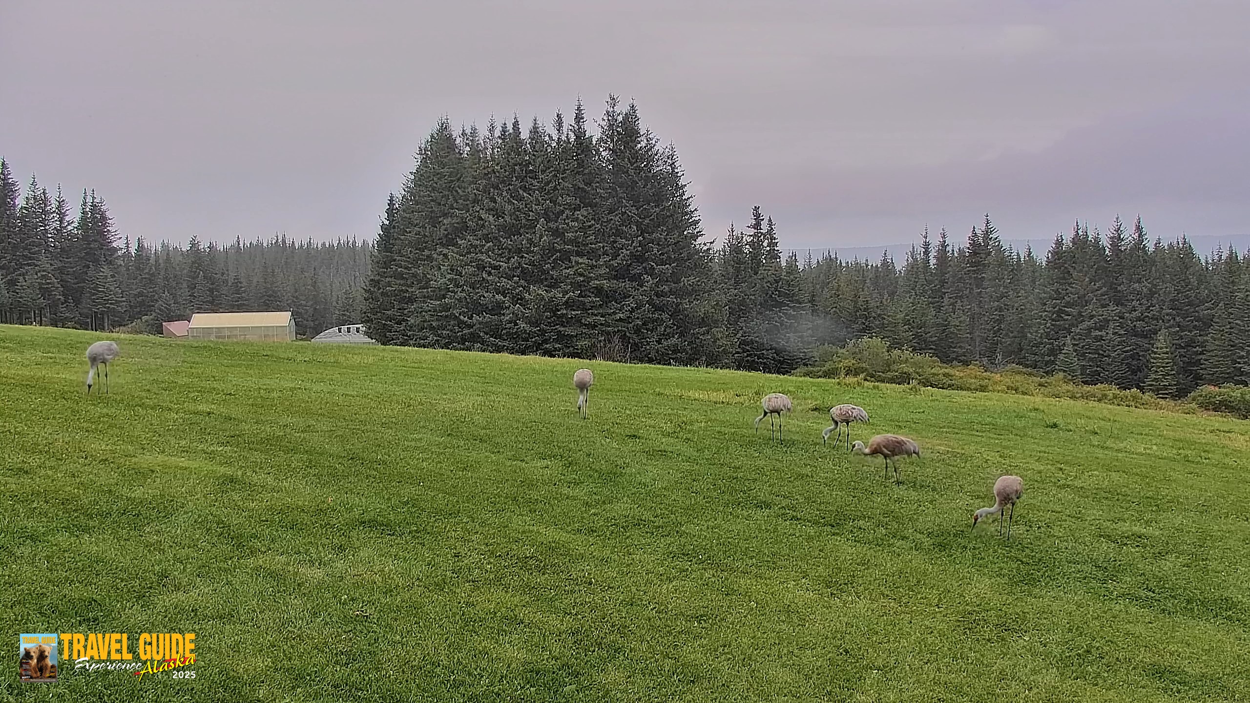 Snapshot of Inspiration Ridge - Homer Alaska Live Webcam taken Sep 8, 2026, 11:19am AKDT