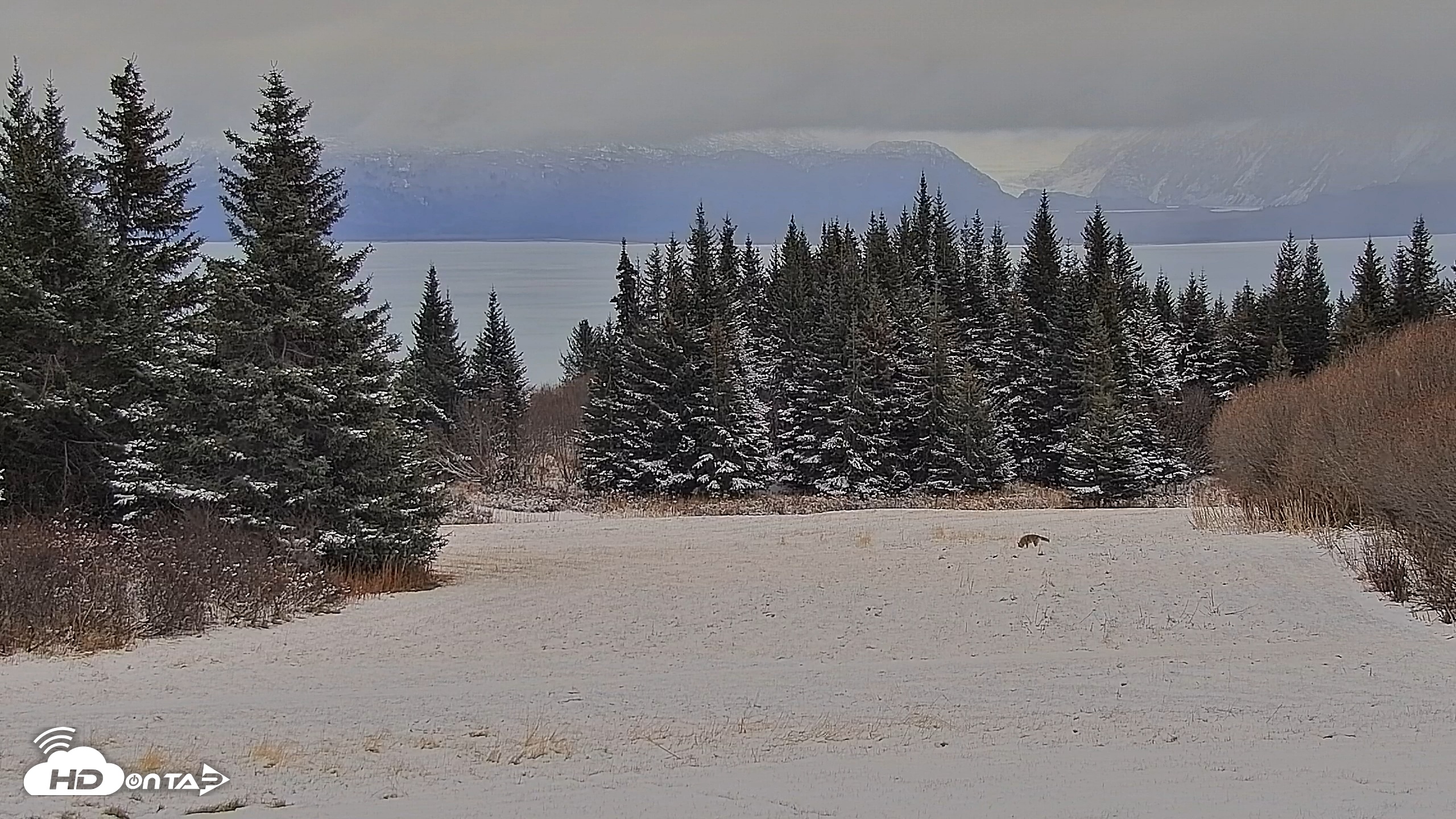 Snapshot of Inspiration Ridge - Homer Alaska Live Webcam taken Nov 7, 2025, 4:49pm AKST