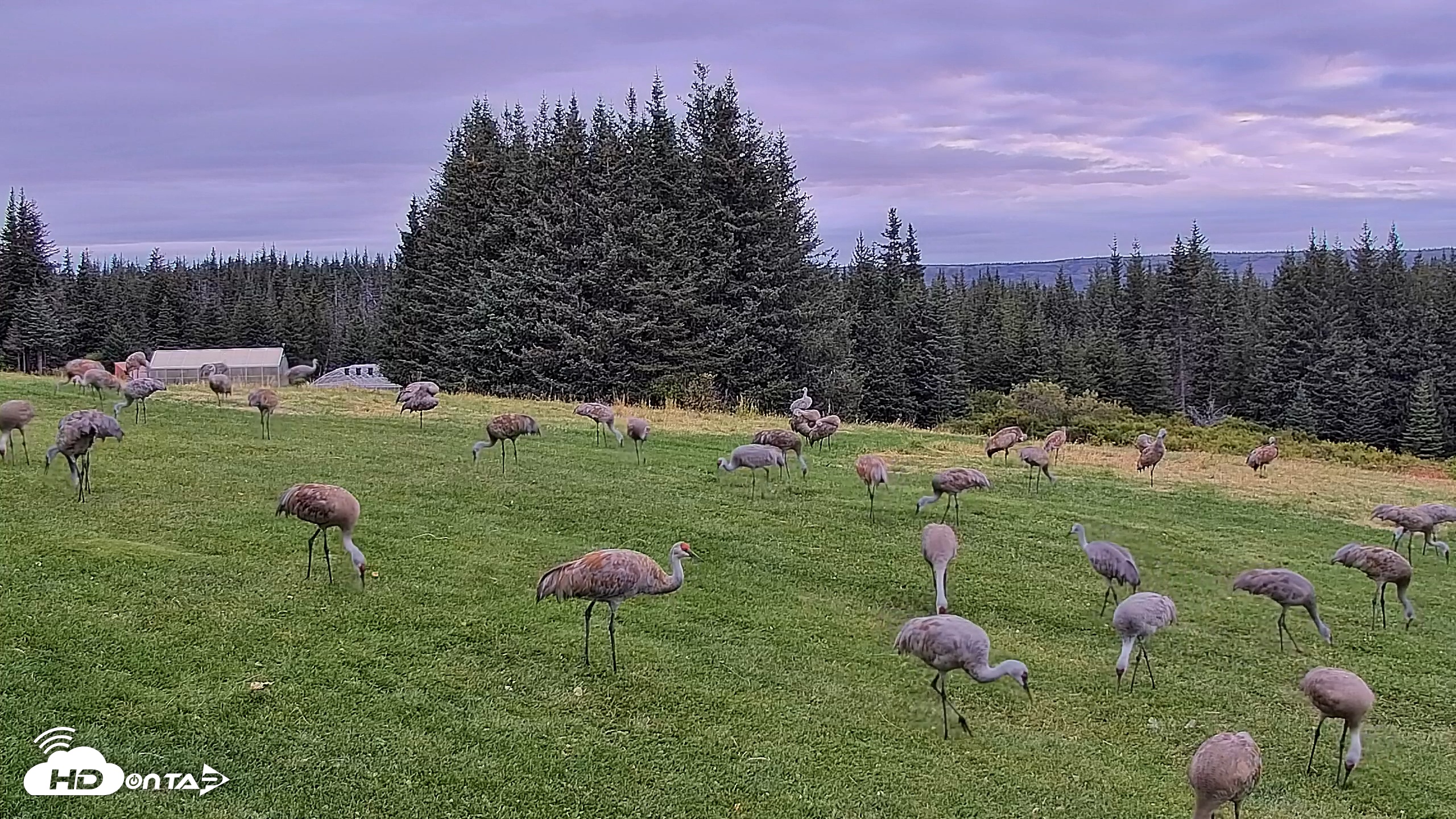 Snapshot of Inspiration Ridge - Homer Alaska Live Webcam taken Sep 3, 2025, 8:51am AKDT