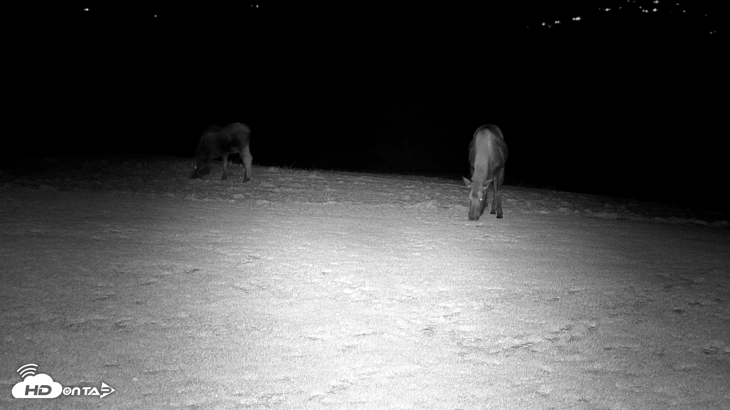 Snapshot of Inspiration Ridge - Homer Alaska Live Webcam taken Dec 15, 2025, 8:58pm AKST