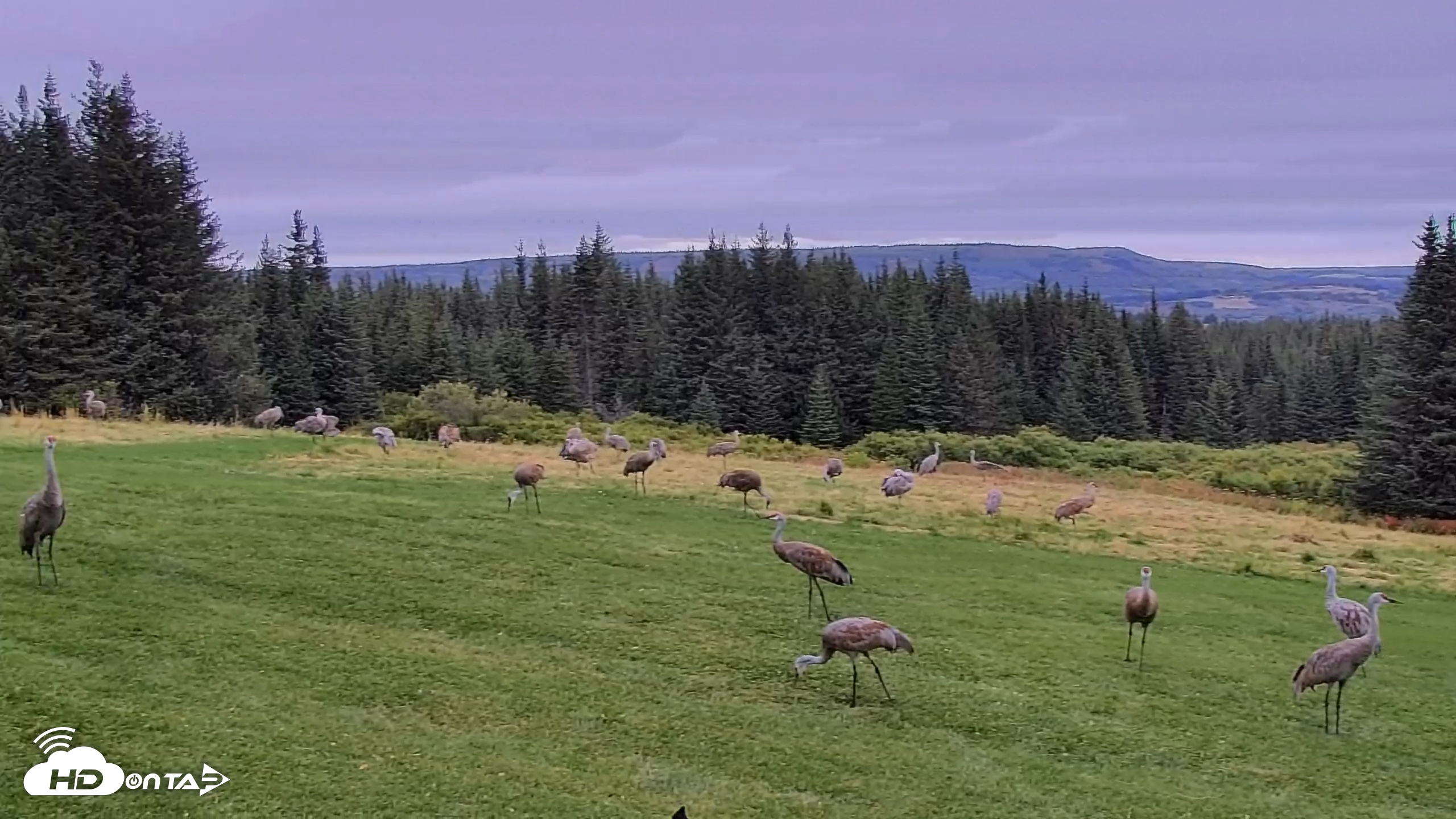 Snapshot of Inspiration Ridge - Homer Alaska Live Webcam taken Sep 2, 2025, 9:01am AKDT