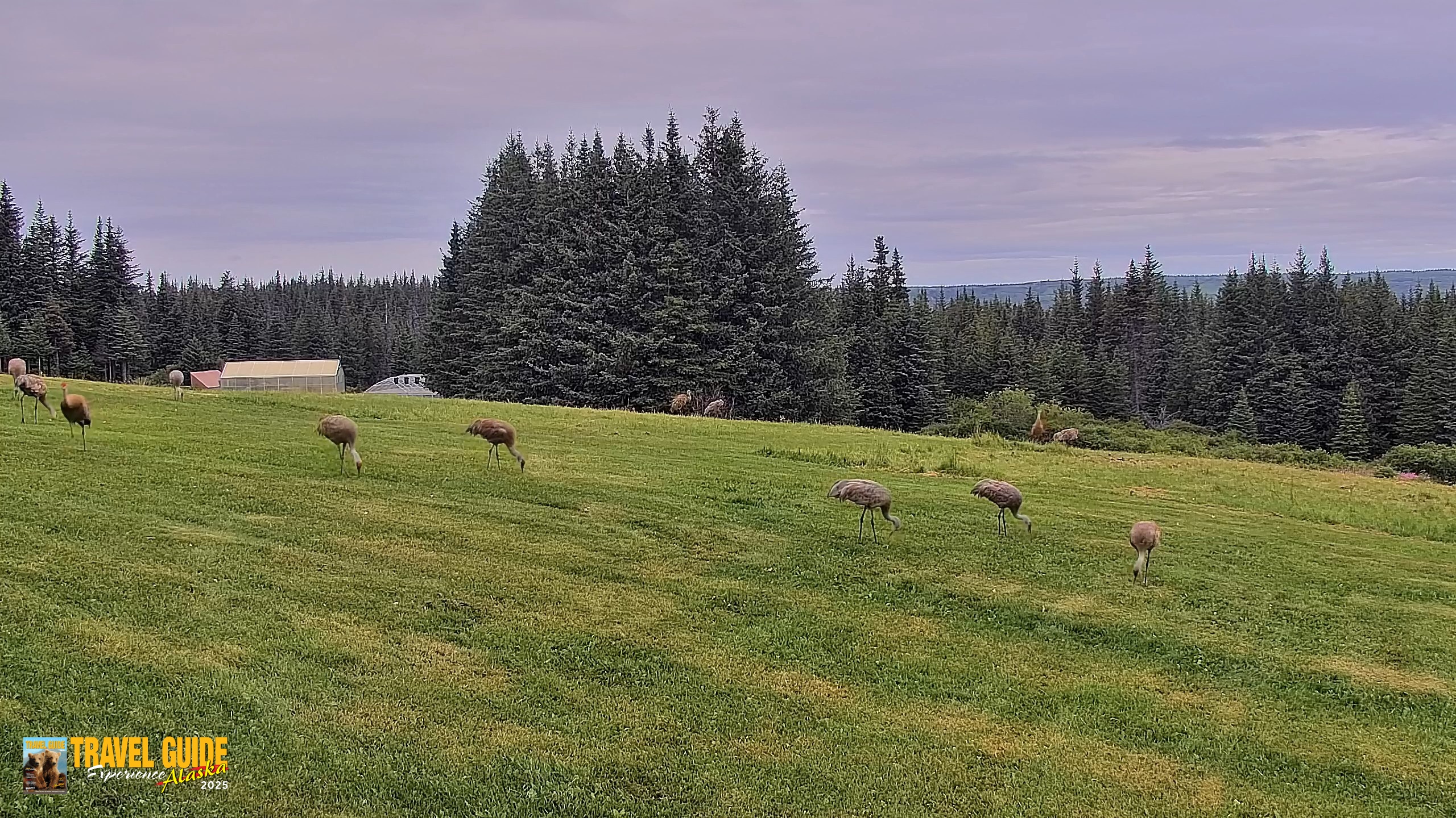 Snapshot of Inspiration Ridge - Homer Alaska Live Webcam taken Aug 19, 2026, 7:03pm AKDT