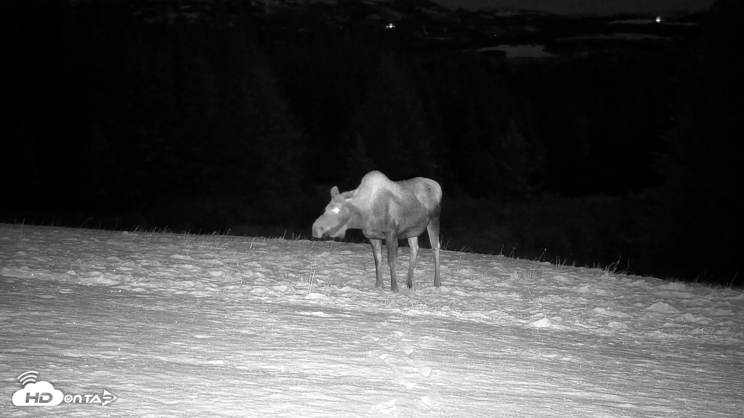 Snapshot of Inspiration Ridge - Homer Alaska Live Webcam taken Nov 7, 2025, 11:51pm AKST