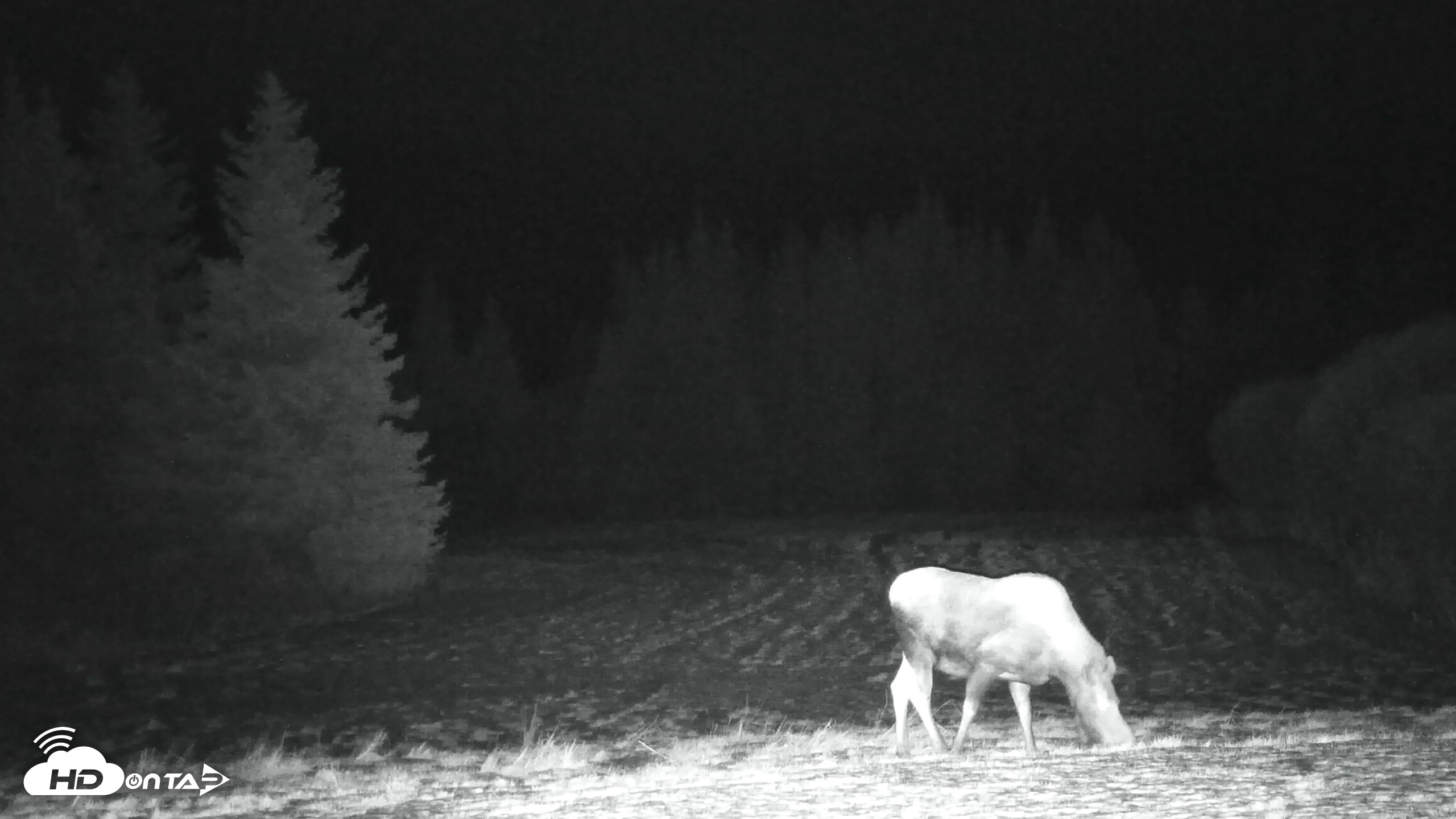 Snapshot of Inspiration Ridge - Homer Alaska Live Webcam taken Nov 30, 2025, 4:17am AKST
