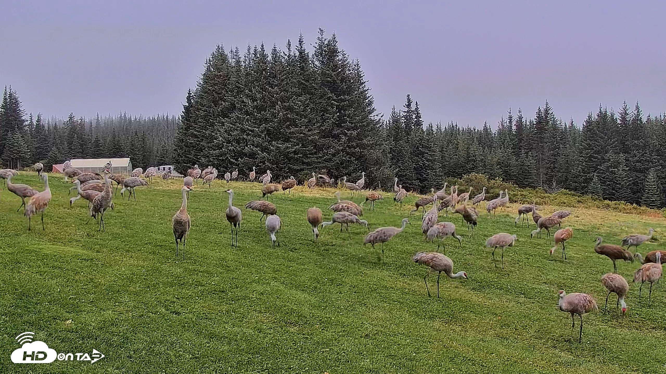 Snapshot of Inspiration Ridge - Homer Alaska Live Webcam taken Sep 5, 2025, 7:46am AKDT