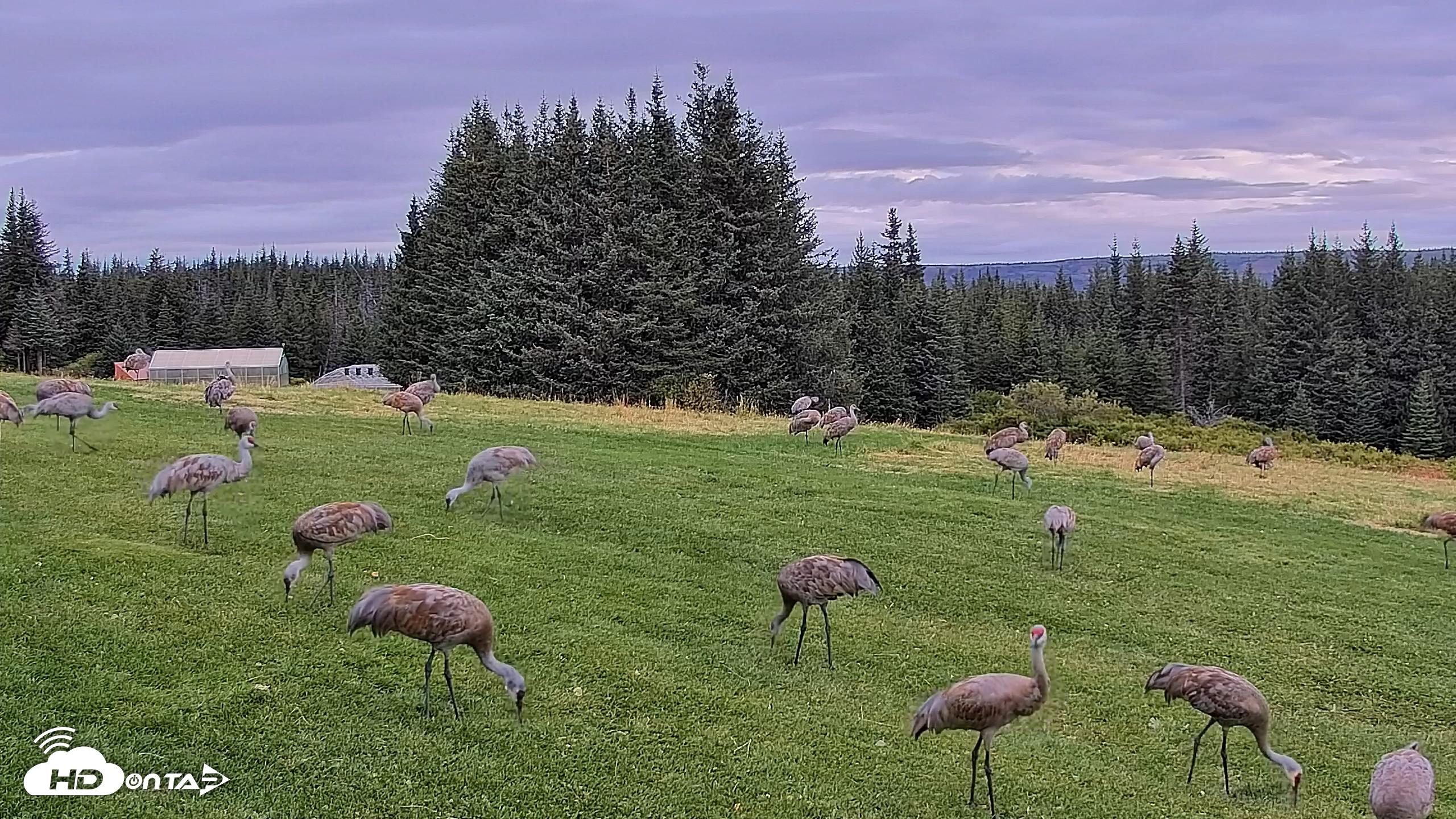Snapshot of Inspiration Ridge - Homer Alaska Live Webcam taken Sep 3, 2025, 8:56am AKDT