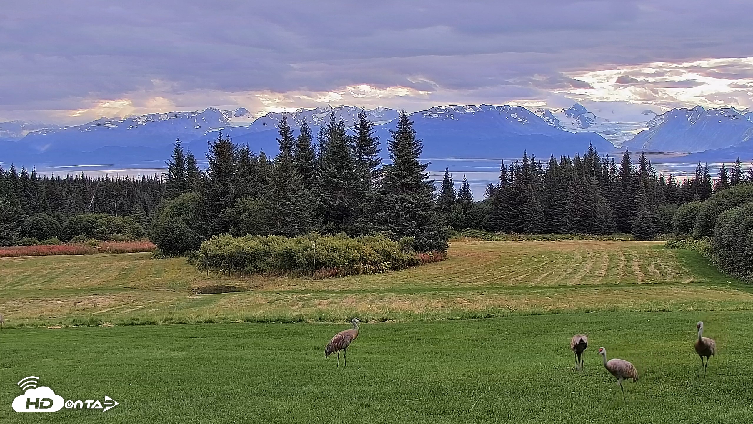 Snapshot of Inspiration Ridge - Homer Alaska Live Webcam taken Sep 3, 2025, 9:09am AKDT