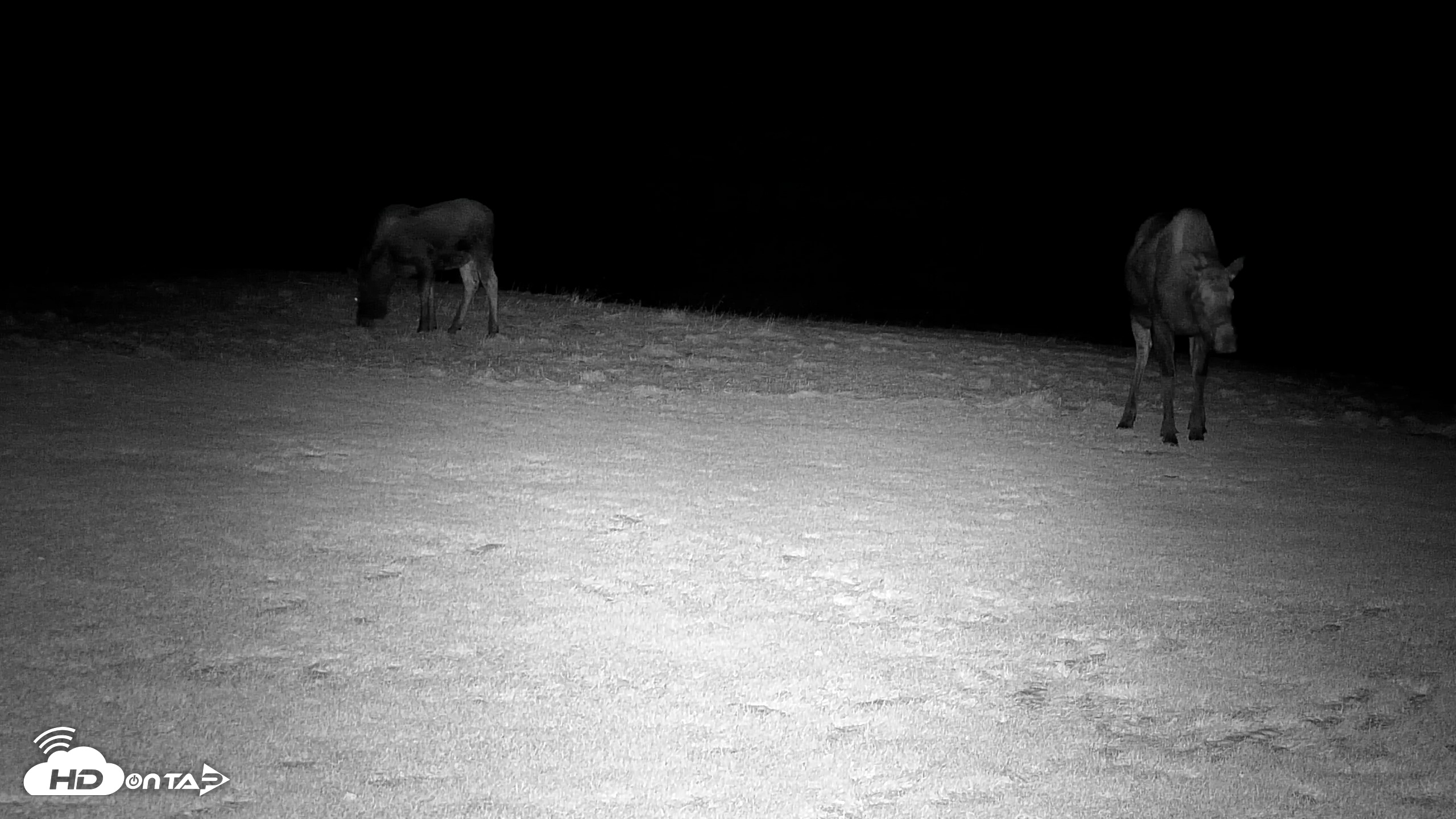 Snapshot of Inspiration Ridge - Homer Alaska Live Webcam taken Dec 15, 2025, 9:26pm AKST