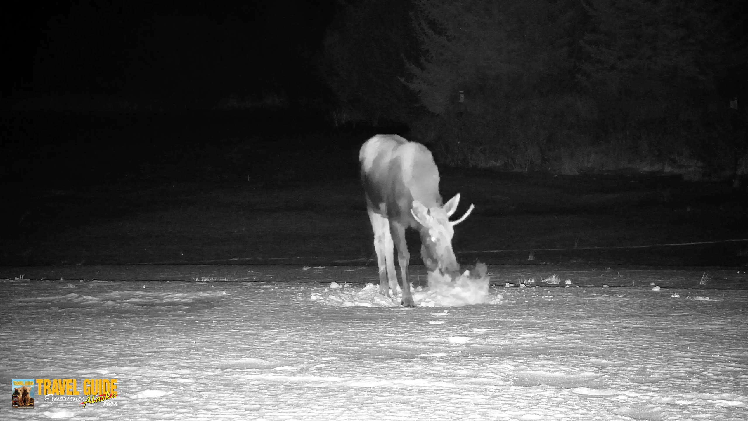 Snapshot of Inspiration Ridge - Homer Alaska Live Webcam taken Jan 21, 2026, 11:06pm AKST