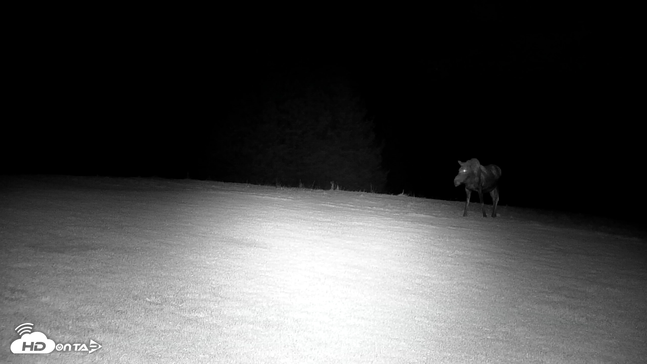 Snapshot of Inspiration Ridge - Homer Alaska Live Webcam taken Nov 1, 2025, 4:00am AKDT