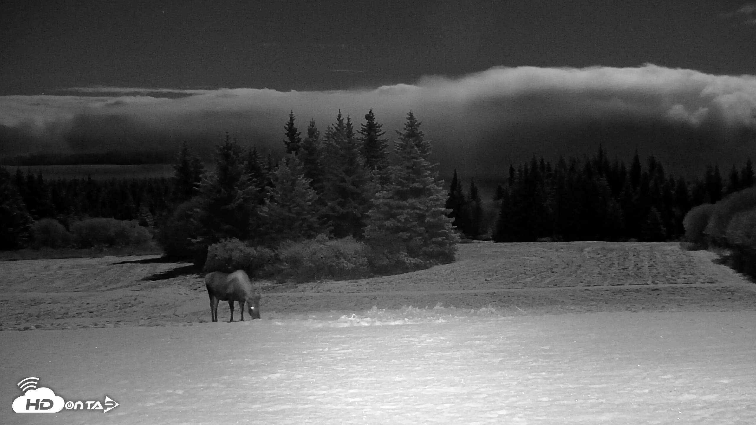 Snapshot of Inspiration Ridge - Homer Alaska Live Webcam taken Nov 4, 2025, 9:12pm AKST