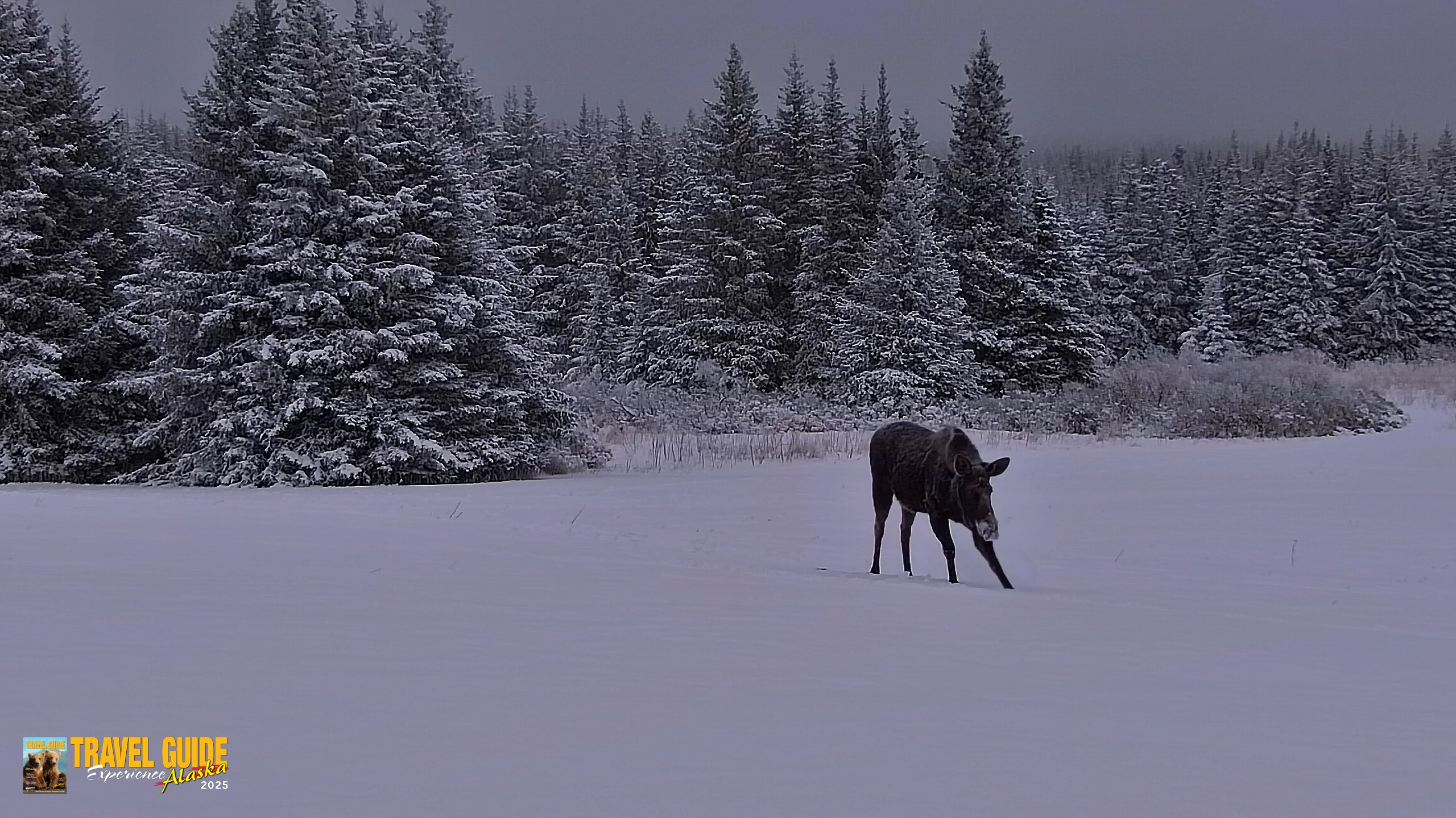 Snapshot of Inspiration Ridge - Homer Alaska Live Webcam taken Jan 11, 2026, 9:41am AKST