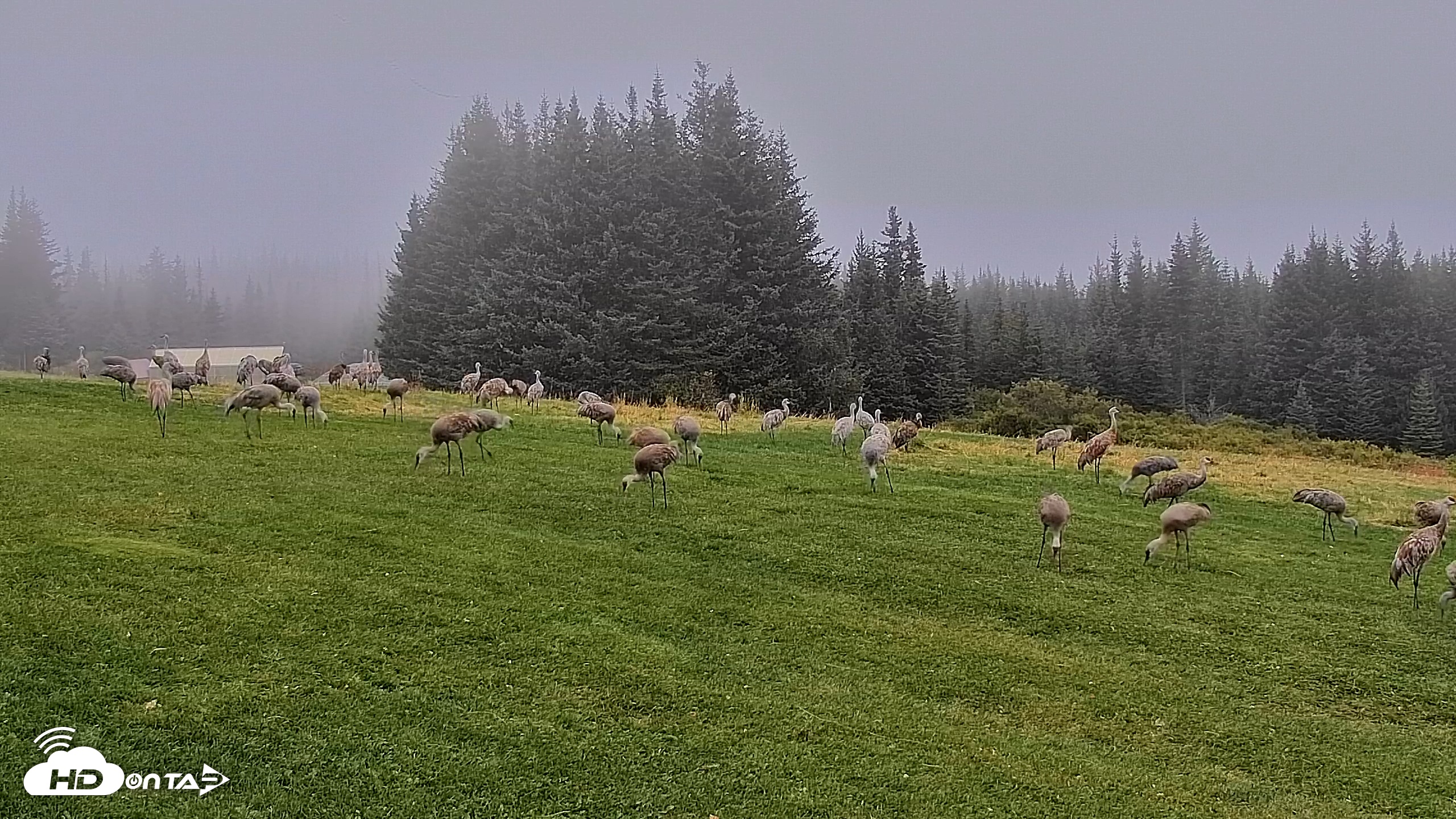 Snapshot of Inspiration Ridge - Homer Alaska Live Webcam taken Sep 5, 2025, 7:30am AKDT