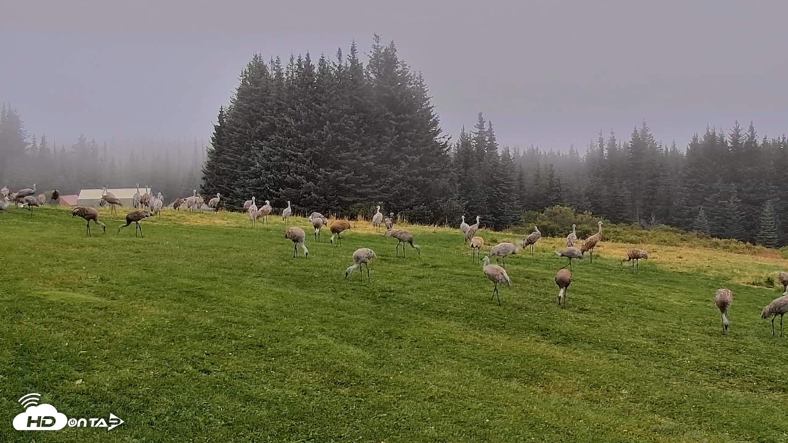 Snapshot of Inspiration Ridge - Homer Alaska Live Webcam taken Sep 5, 2025, 7:32am AKDT