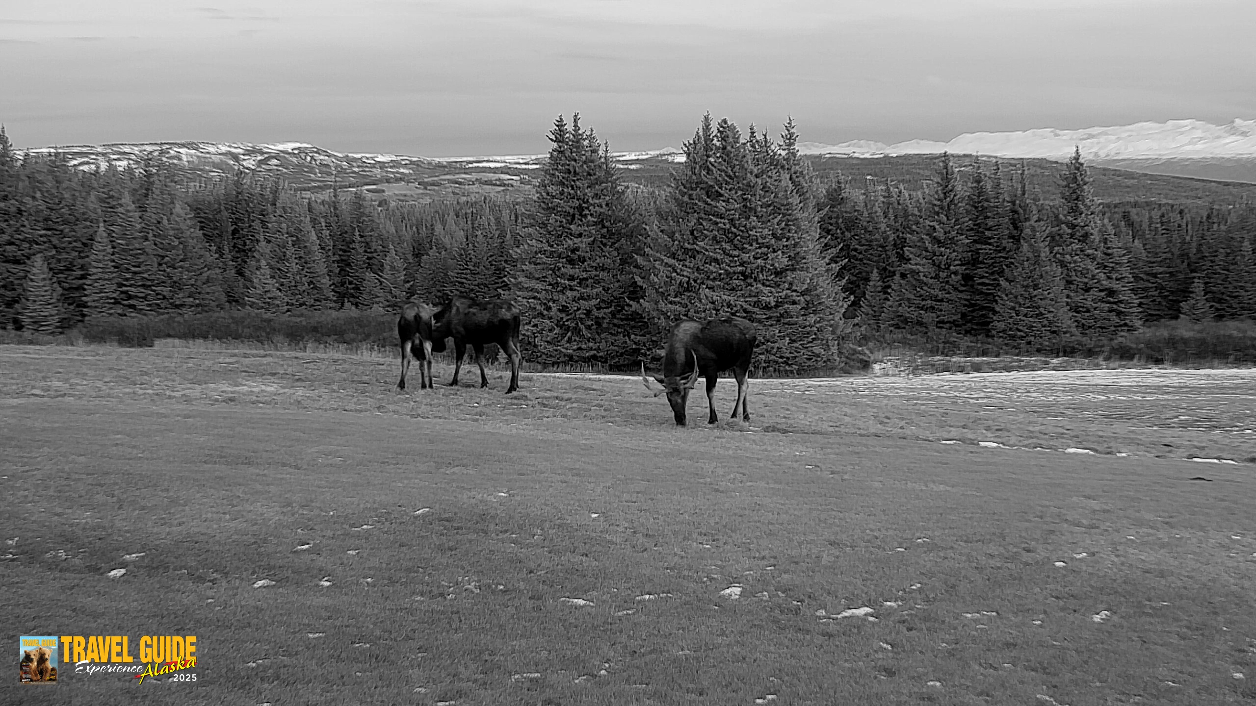Snapshot of Inspiration Ridge - Homer Alaska Live Webcam taken Dec 16, 2025, 4:17pm AKST