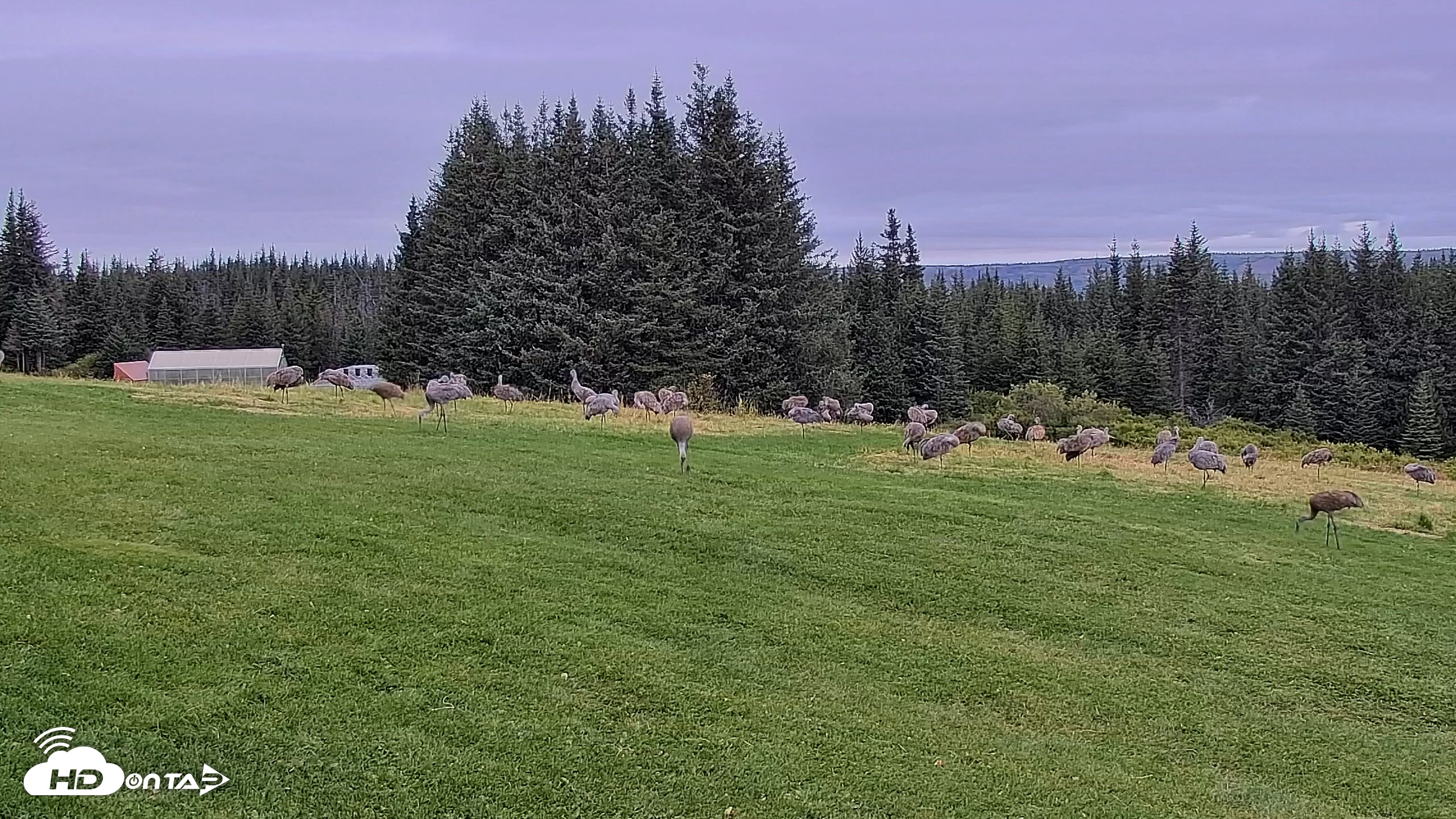 Snapshot of Inspiration Ridge - Homer Alaska Live Webcam taken Sep 2, 2025, 8:51am AKDT