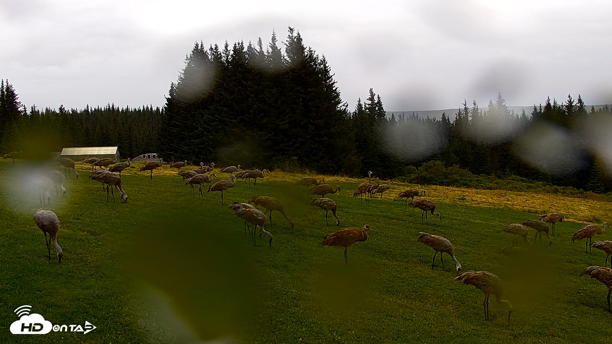 Snapshot of Inspiration Ridge - Homer Alaska Live Webcam taken Aug 27, 2025, 10:41am AKDT