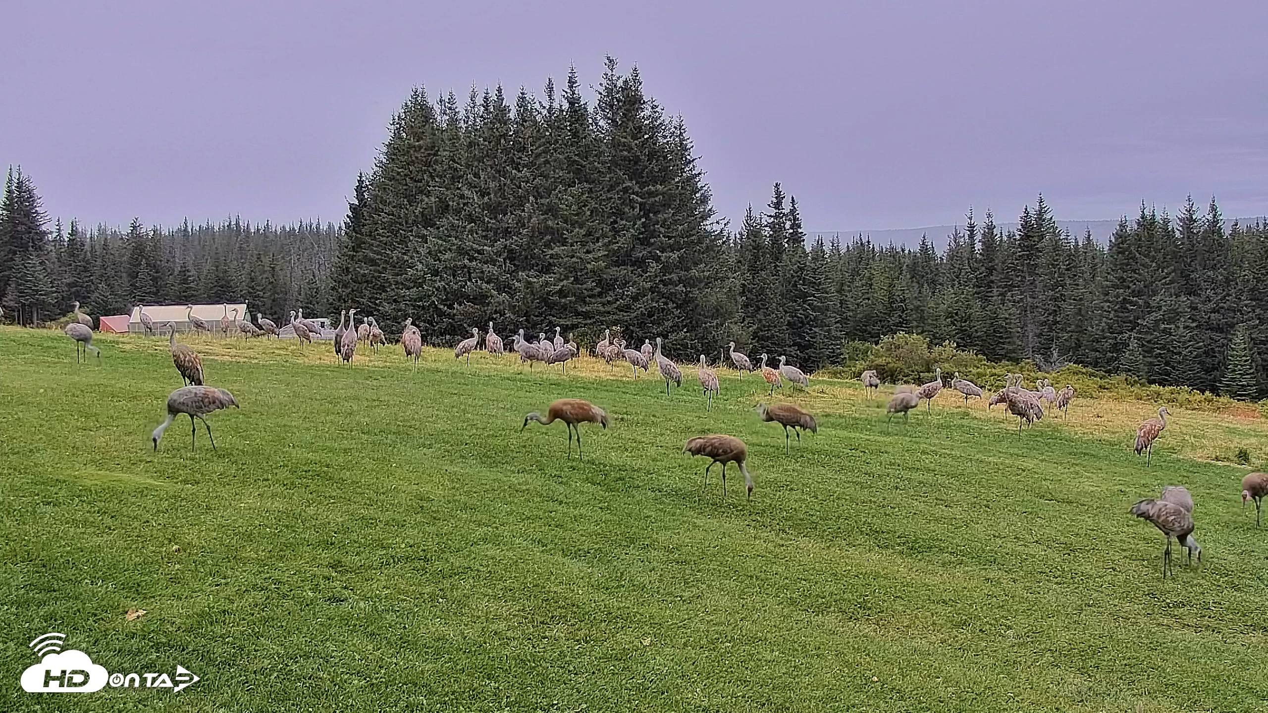 Snapshot of Inspiration Ridge - Homer Alaska Live Webcam taken Sep 4, 2025, 1:44pm AKDT