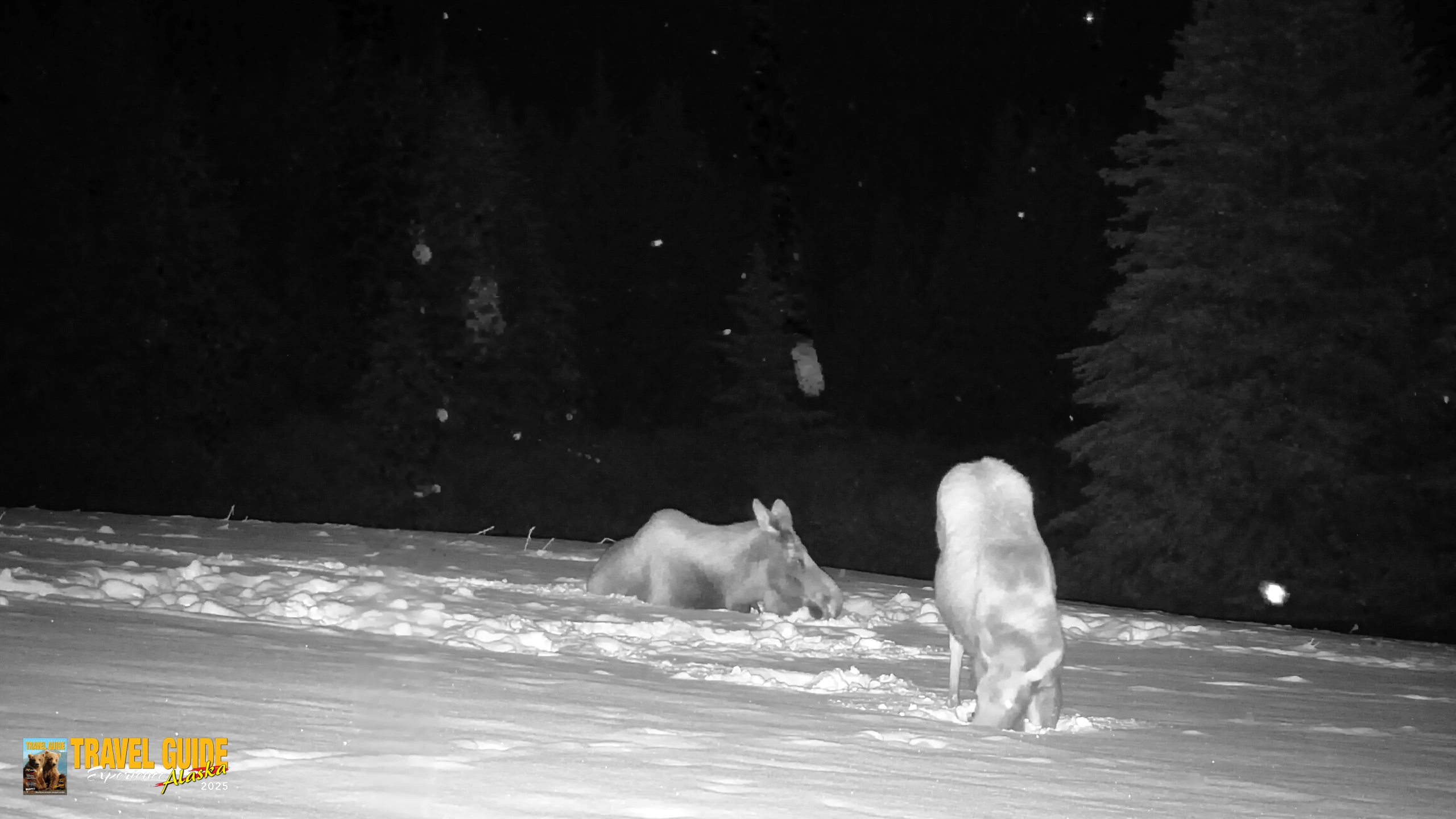 Snapshot of Inspiration Ridge - Homer Alaska Live Webcam taken Jan 14, 2026, 12:53am AKST