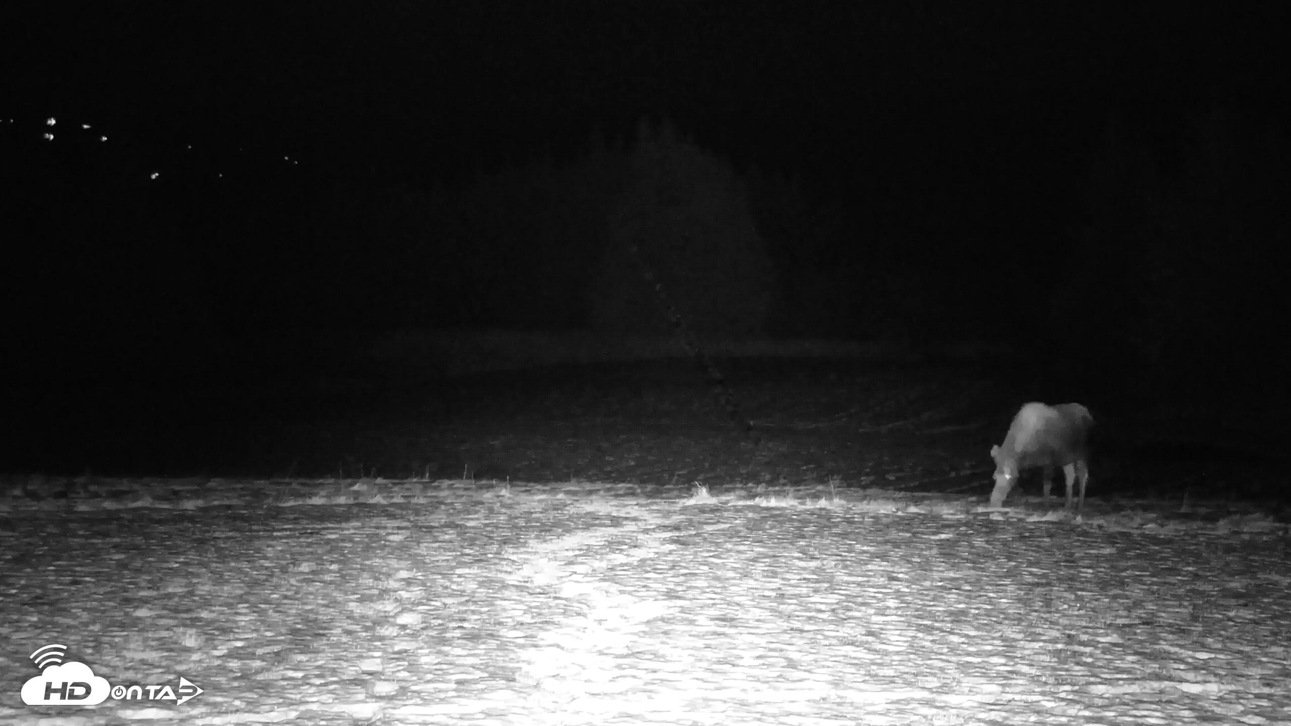 Snapshot of Inspiration Ridge - Homer Alaska Live Webcam taken Nov 30, 2025, 4:19am AKST