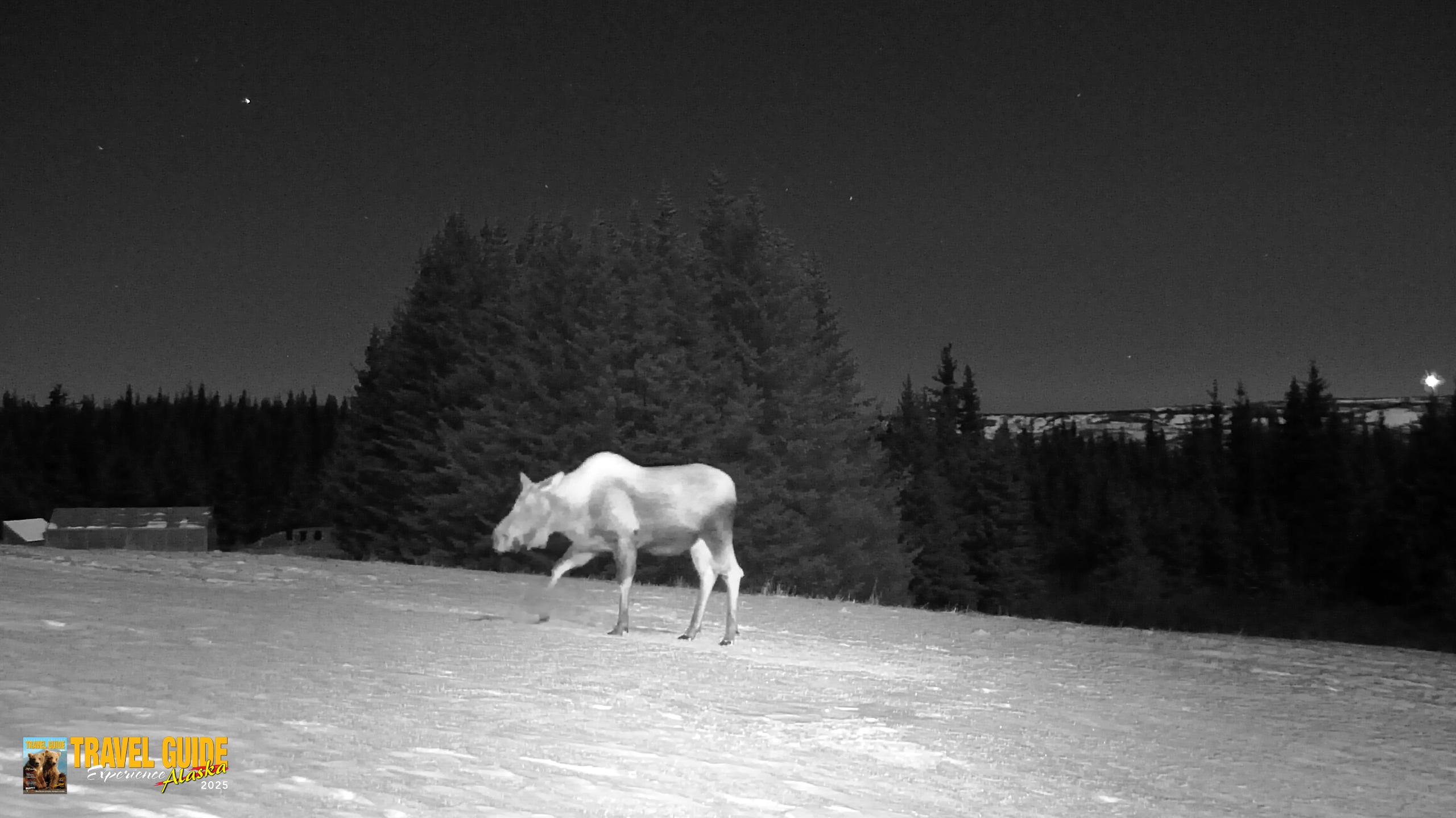 Snapshot of Inspiration Ridge - Homer Alaska Live Webcam taken Jan 3, 2026, 12:00am AKST