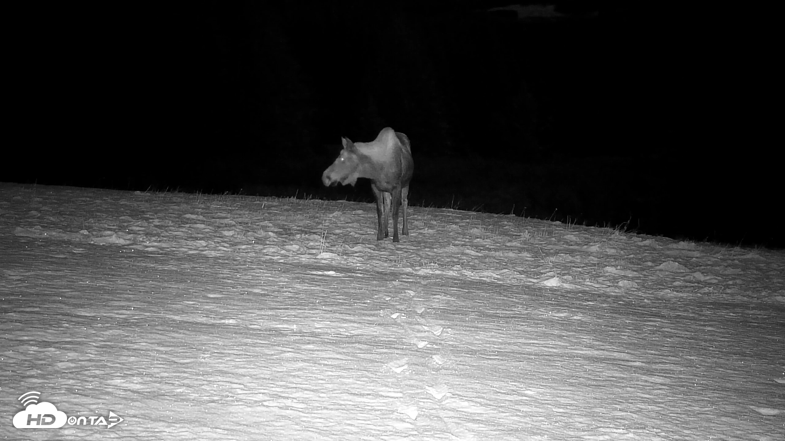 Snapshot of Inspiration Ridge - Homer Alaska Live Webcam taken Nov 7, 2025, 11:17pm AKST