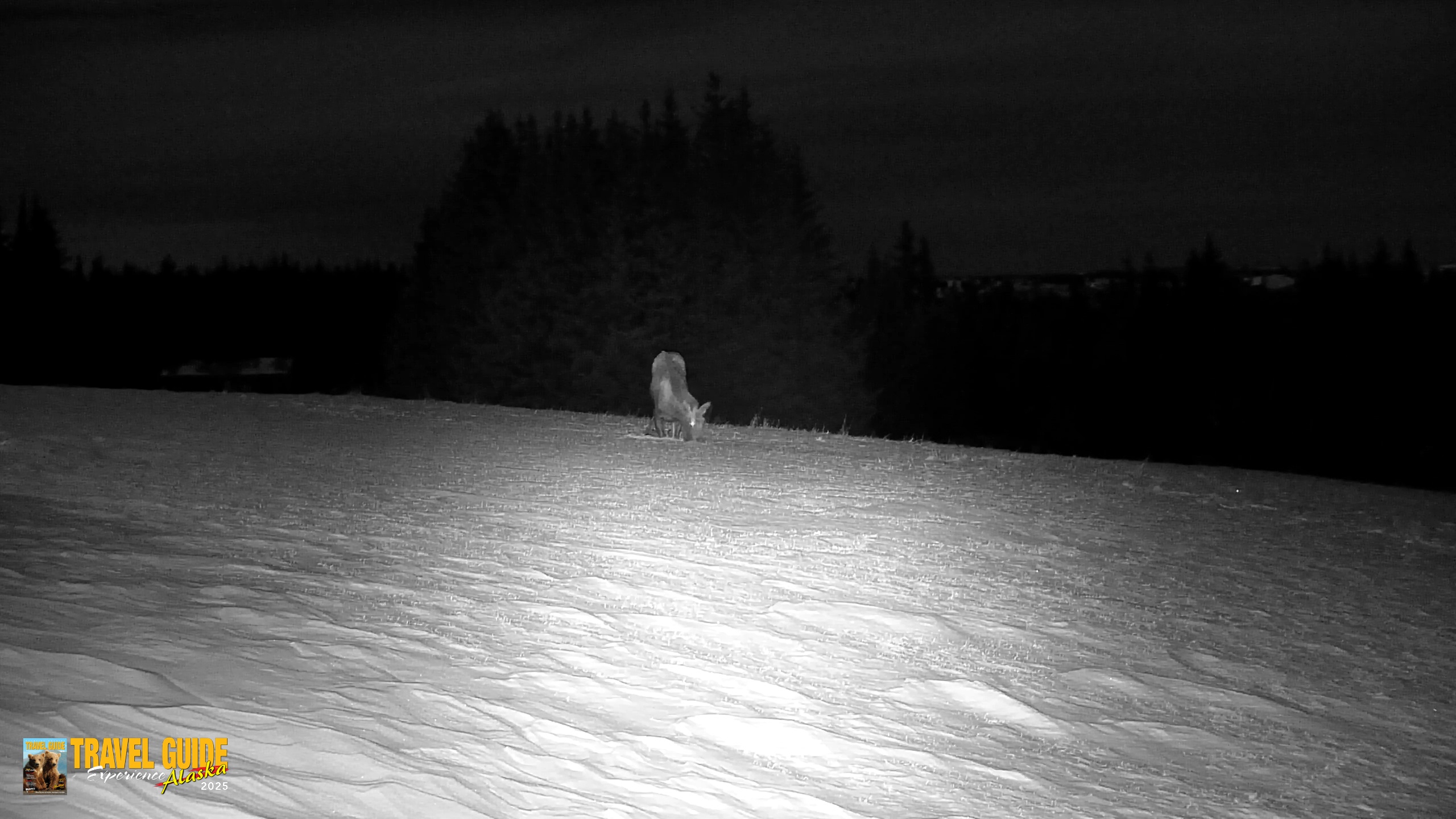 Snapshot of Inspiration Ridge - Homer Alaska Live Webcam taken Jan 1, 2026, 4:32am AKST