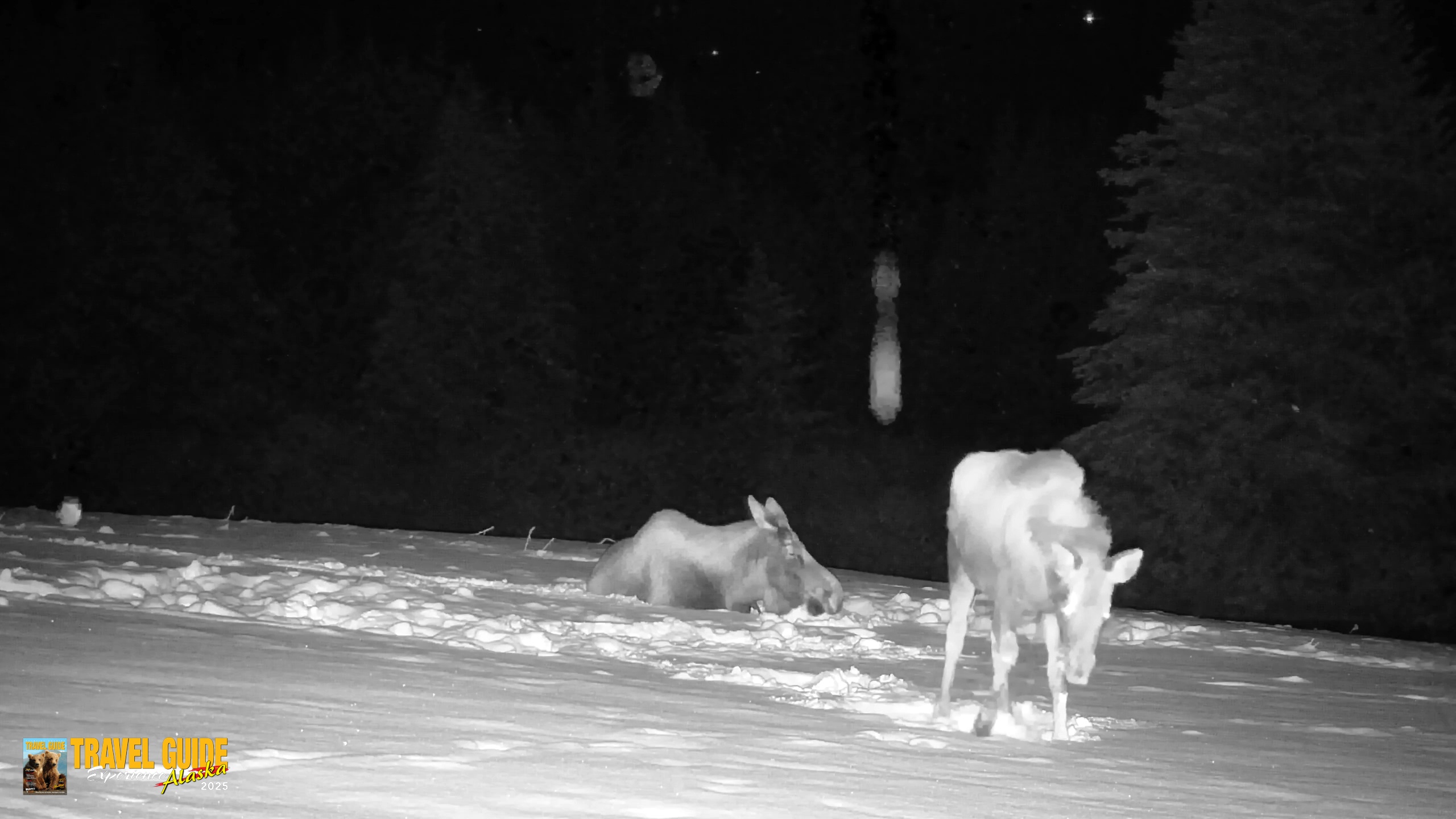 Snapshot of Inspiration Ridge - Homer Alaska Live Webcam taken Jan 14, 2026, 12:56am AKST