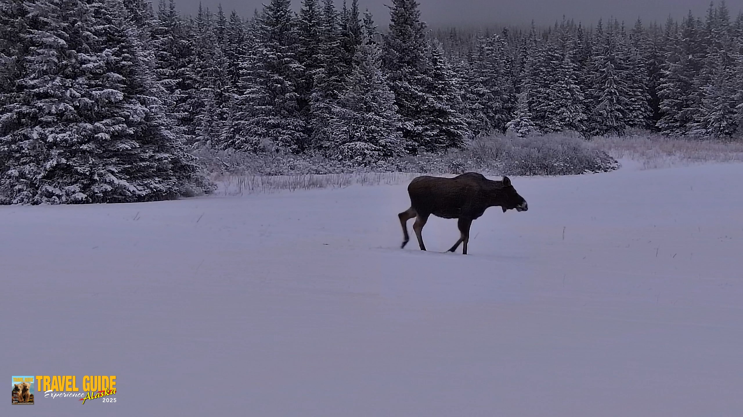 Snapshot of Inspiration Ridge - Homer Alaska Live Webcam taken Jan 11, 2026, 9:43am AKST