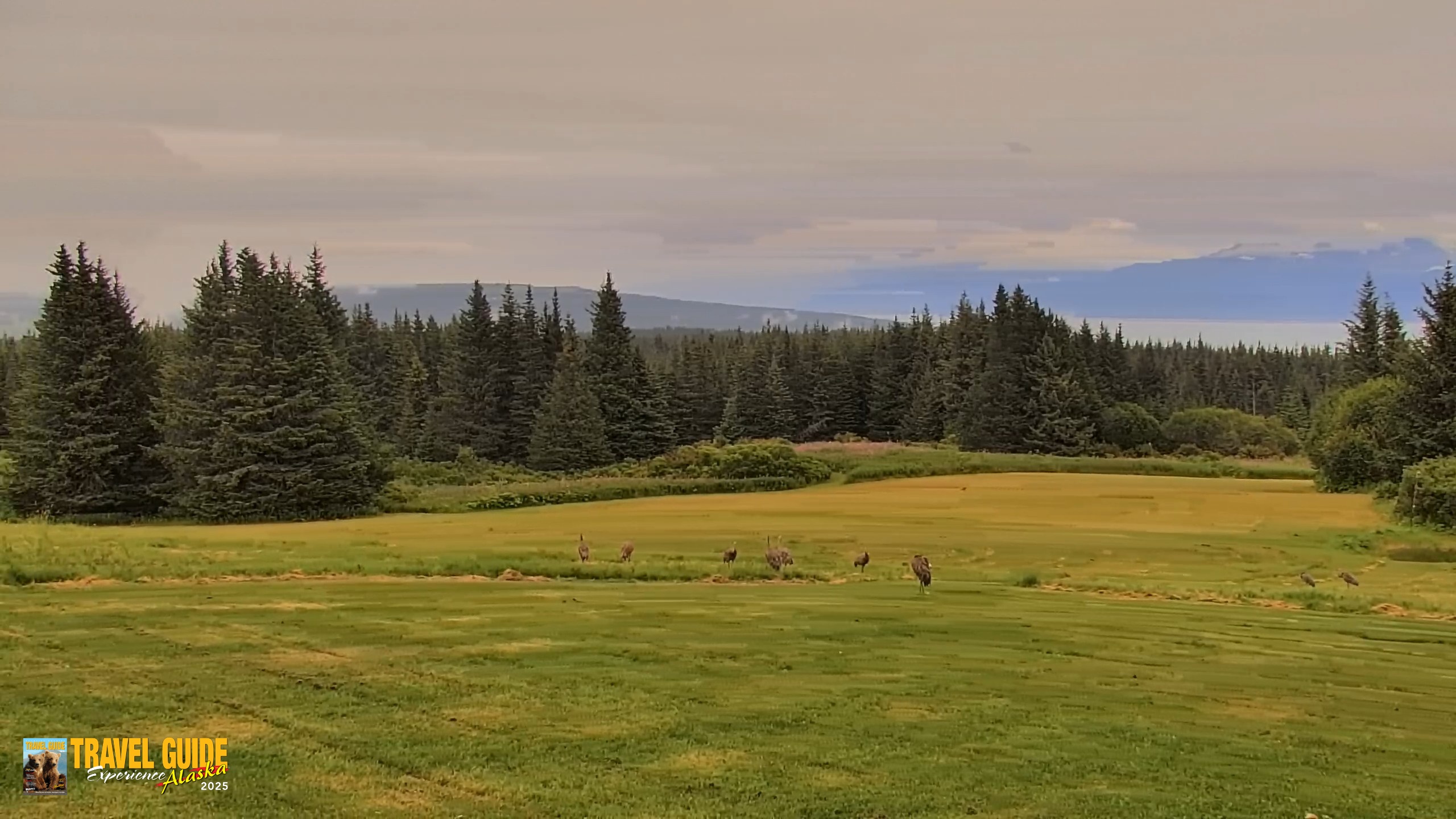 Snapshot of Inspiration Ridge - Homer Alaska Live Webcam taken Aug 19, 2026, 4:49pm AKDT