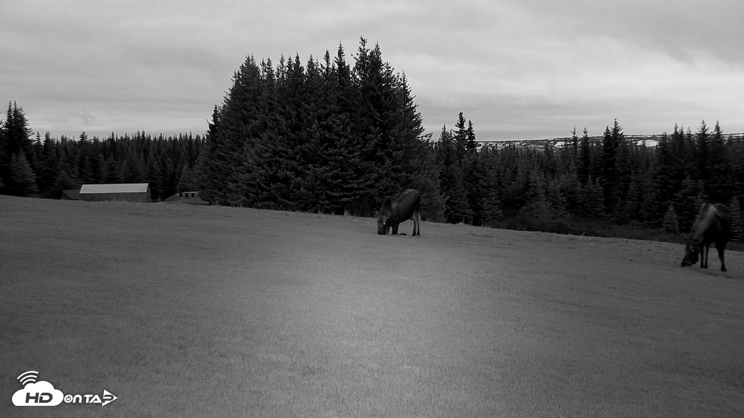 Snapshot of Inspiration Ridge - Homer Alaska Live Webcam taken Nov 2, 2025, 9:19am AKST