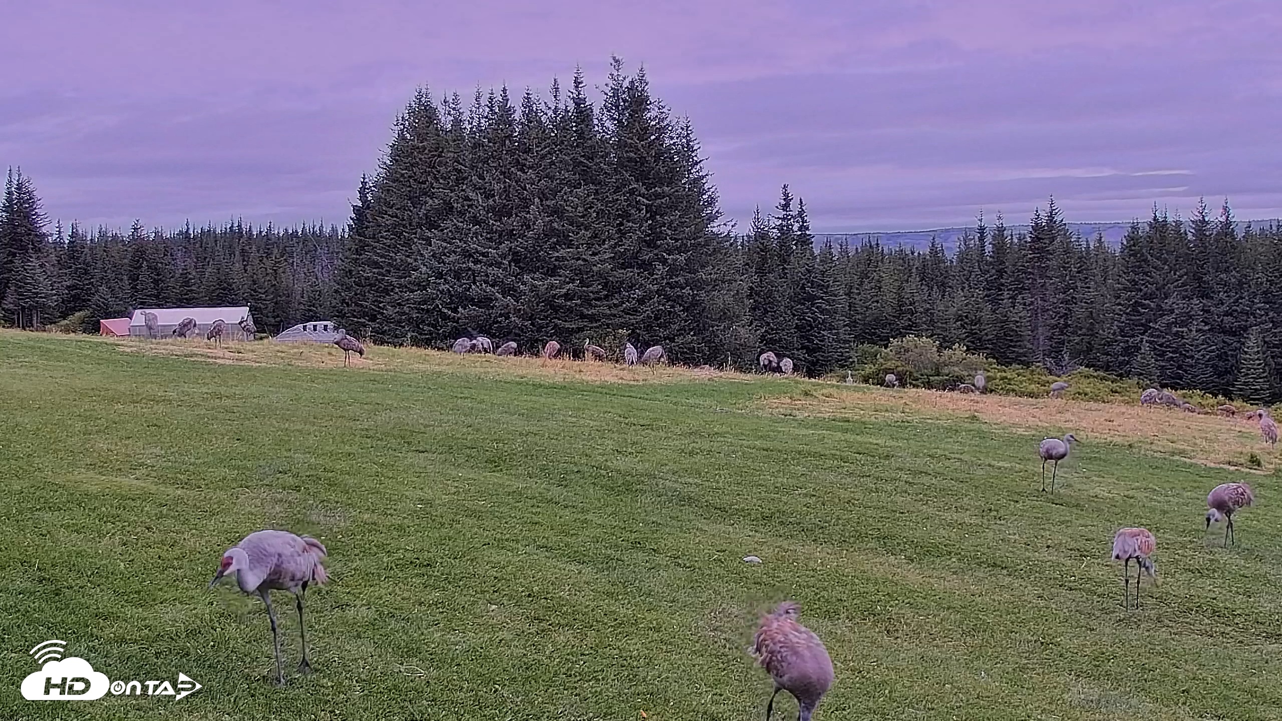 Snapshot of Inspiration Ridge - Homer Alaska Live Webcam taken Sep 2, 2025, 9:41am AKDT