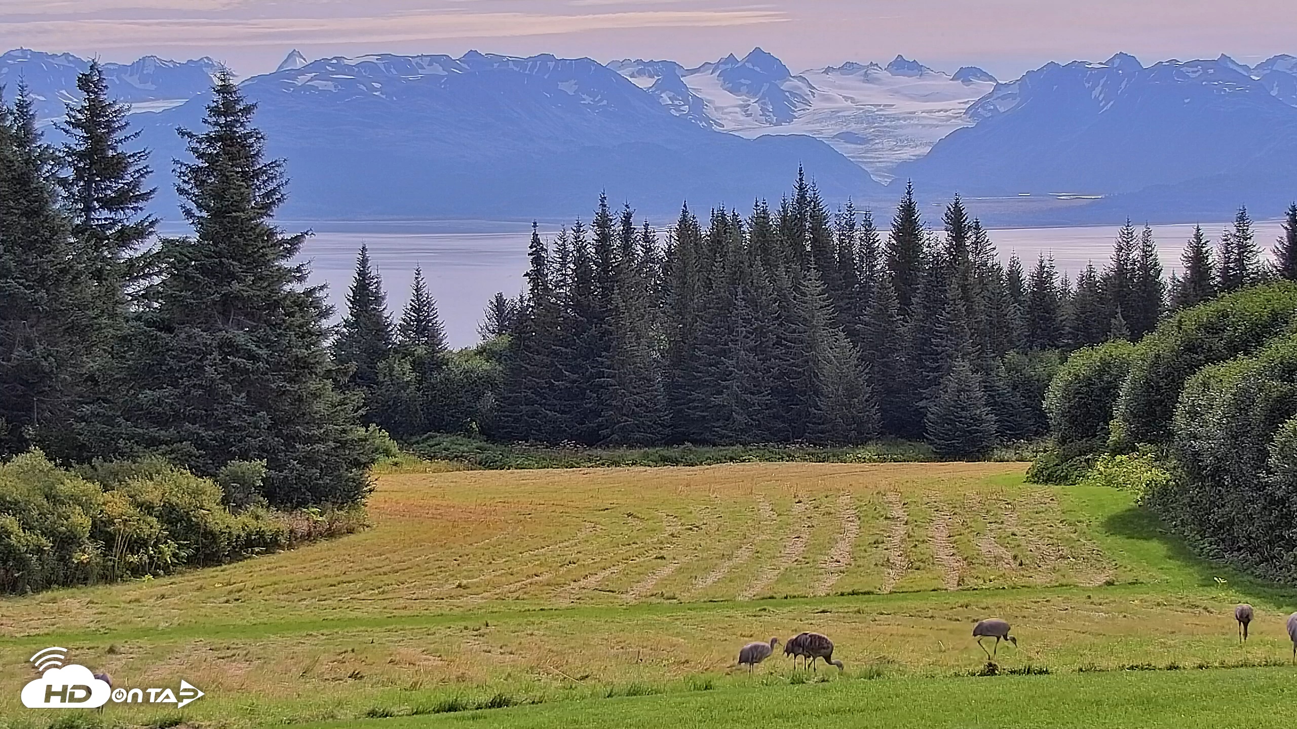Snapshot of Inspiration Ridge - Homer Alaska Live Webcam taken Aug 30, 2025, 11:09am AKDT