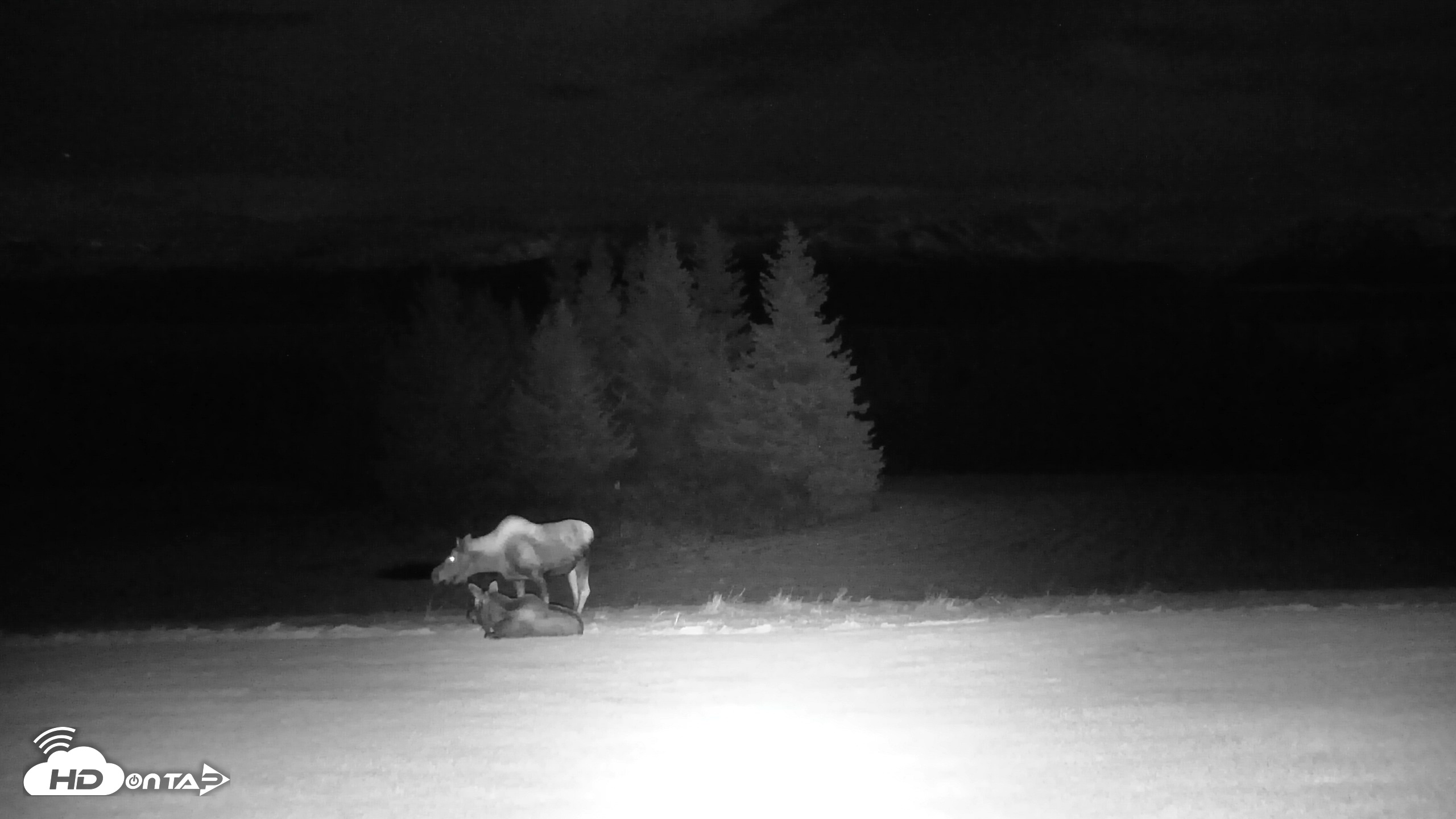 Snapshot of Inspiration Ridge - Homer Alaska Live Webcam taken Nov 1, 2025, 4:27am AKDT