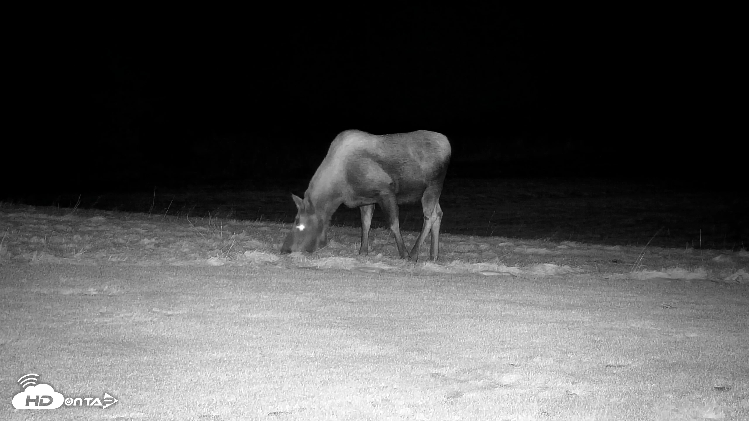 Snapshot of Inspiration Ridge - Homer Alaska Live Webcam taken Dec 8, 2025, 7:08pm AKST