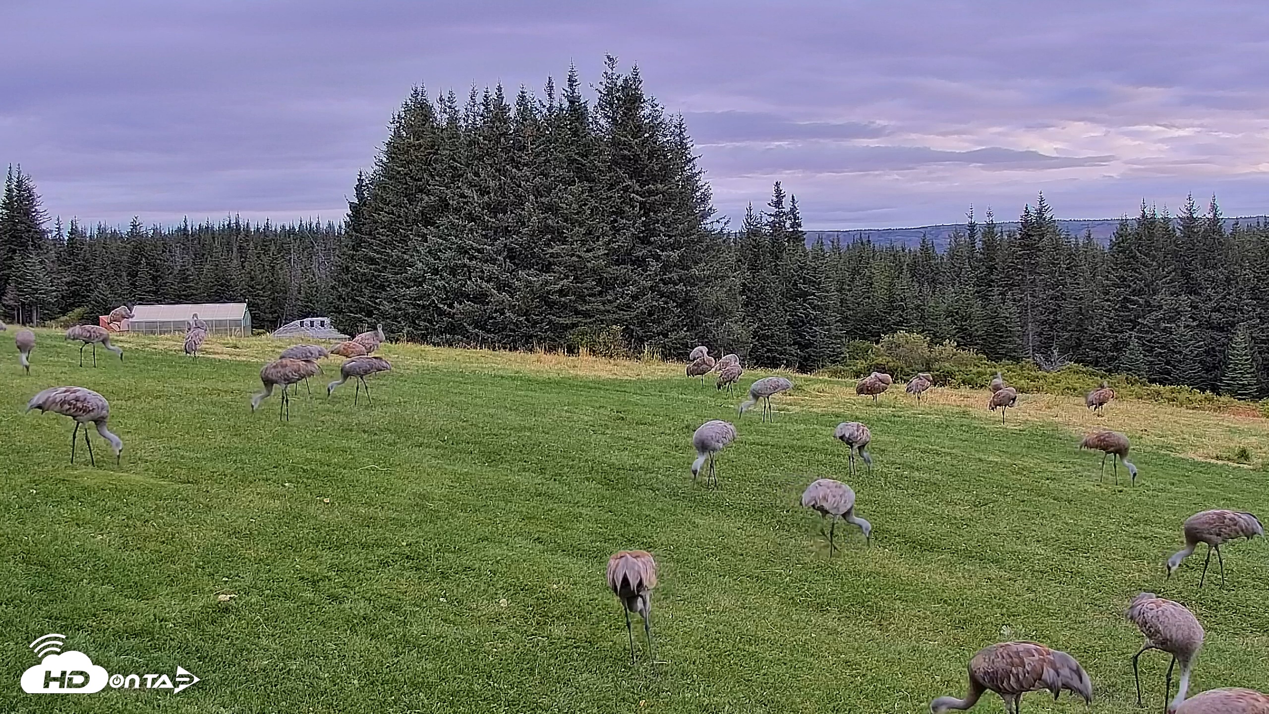 Snapshot of Inspiration Ridge - Homer Alaska Live Webcam taken Sep 3, 2025, 8:54am AKDT