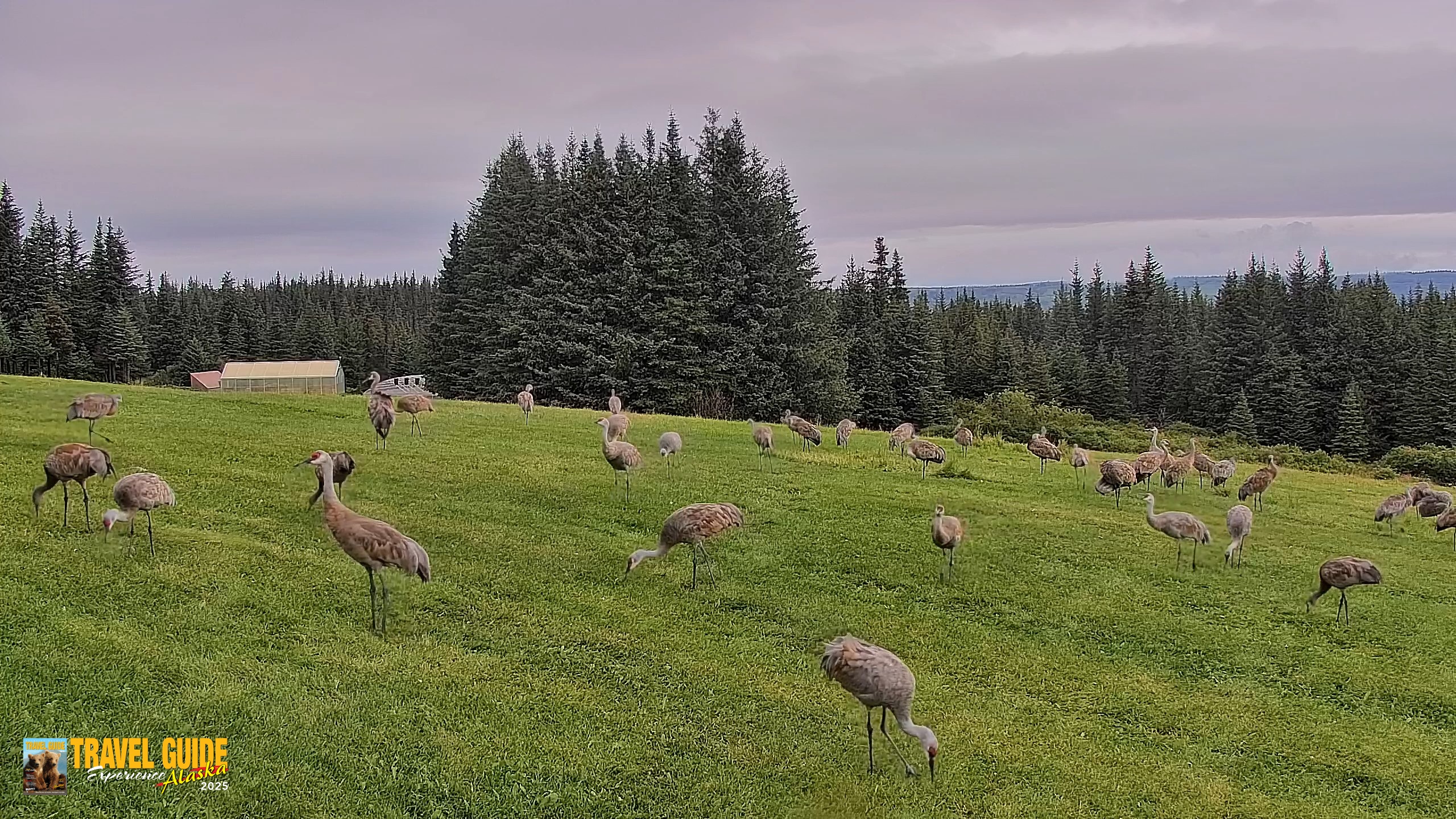 Snapshot of Inspiration Ridge - Homer Alaska Live Webcam taken Aug 28, 2026, 12:32pm AKDT