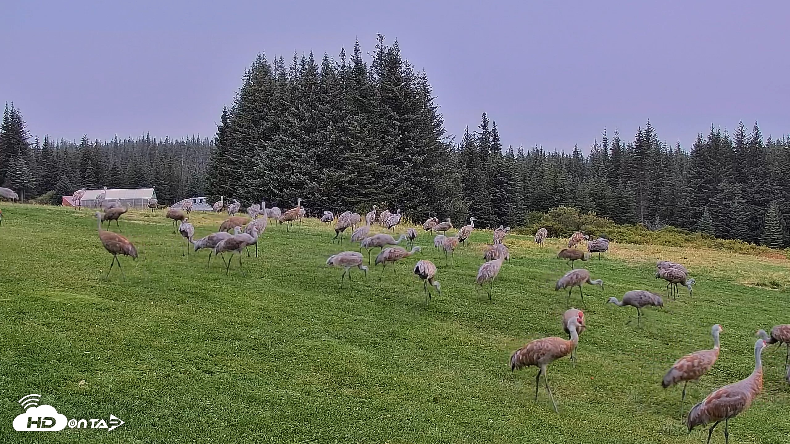 Snapshot of Inspiration Ridge - Homer Alaska Live Webcam taken Sep 5, 2025, 7:56am AKDT